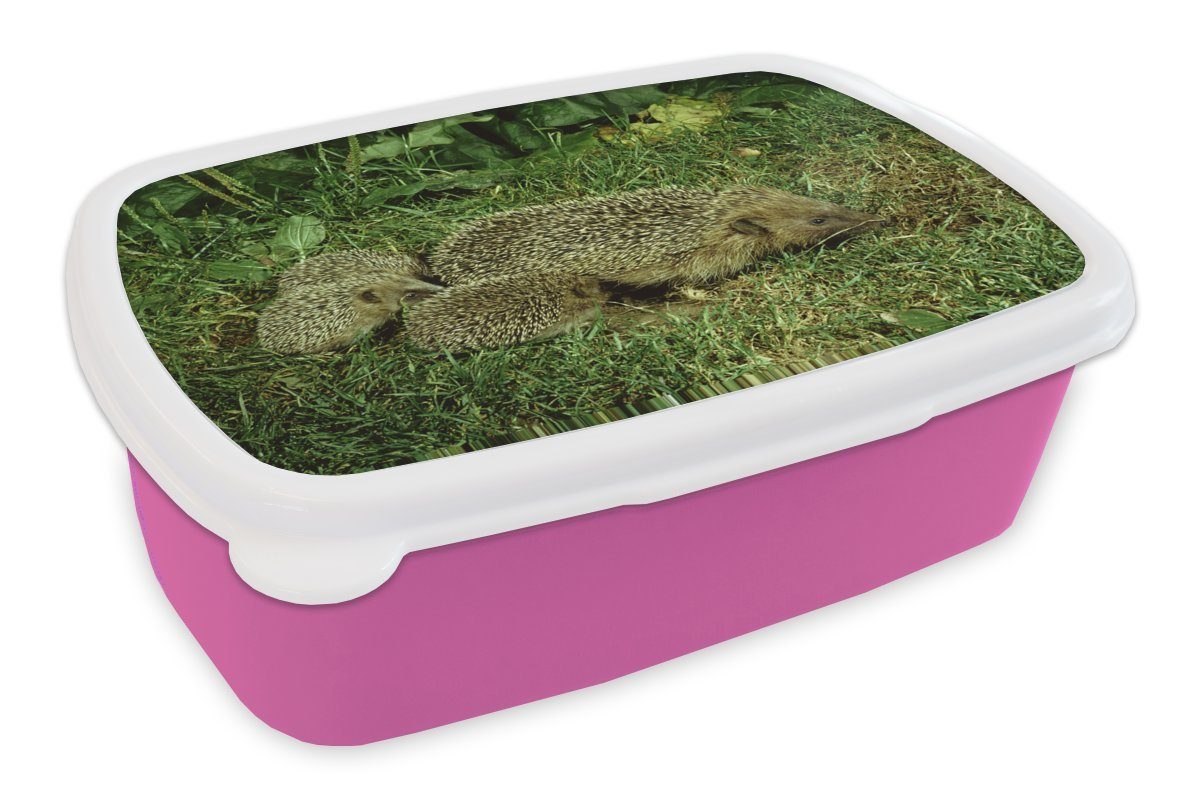 MuchoWow Lunchbox Igel mit drei Igelbabys, Kunststoff, (2-tlg), Brotbox für Erwachsene, Brotdose Kinder, Snackbox, Mädchen, Kunststoff rosa