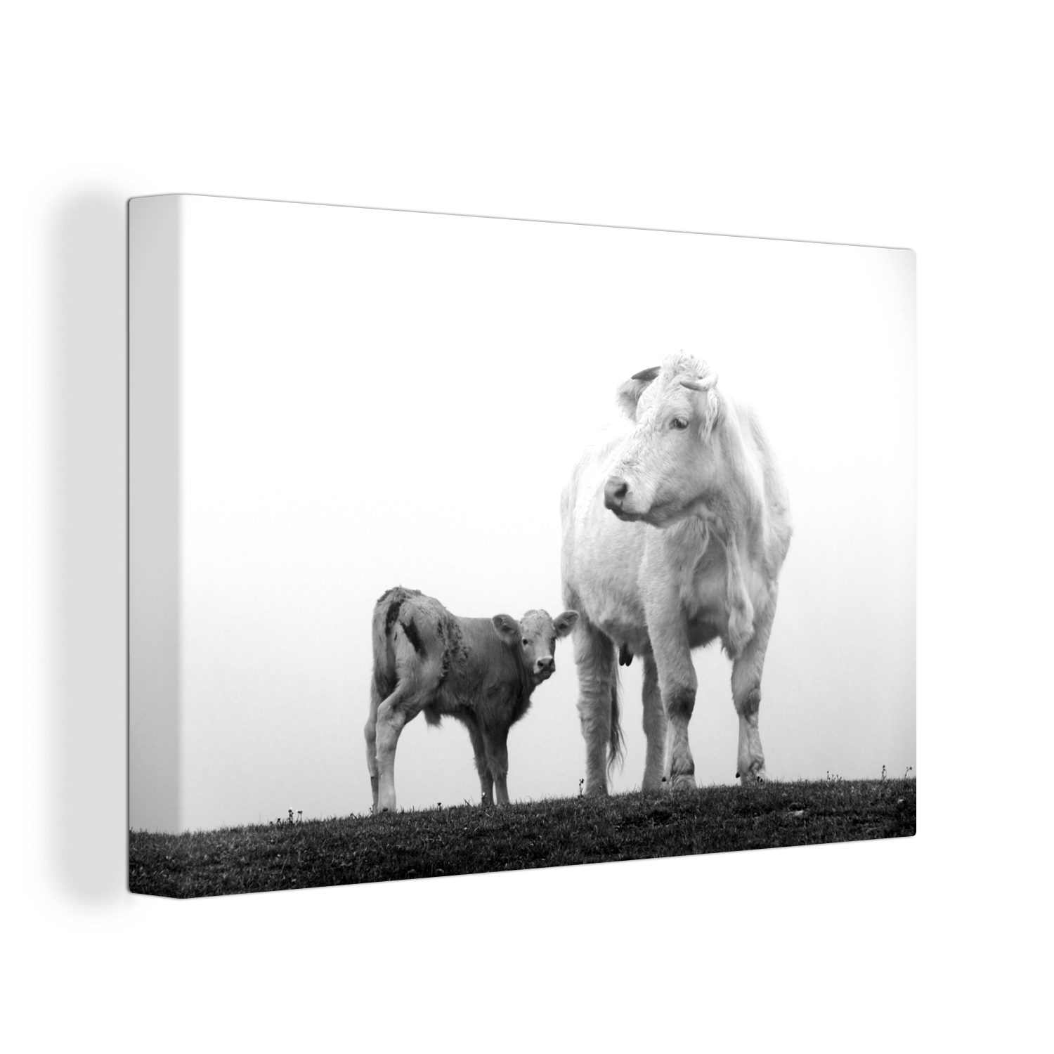 cm mit Wandbild 30x20 - Leinwandbild Nebel (1 OneMillionCanvasses® Kalb Leinwandbilder, und St), im Aufhängefertig, bunt schwarz weiß, Wanddeko, Kuh