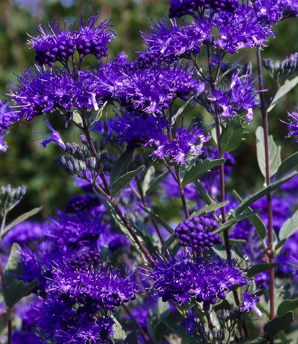 BALDUR Garten Zierstrauch Bartblume 'Blauer Spatz®', 1 St., Bartblumenstrauch, winterhart, mehrjährig, reichblühend