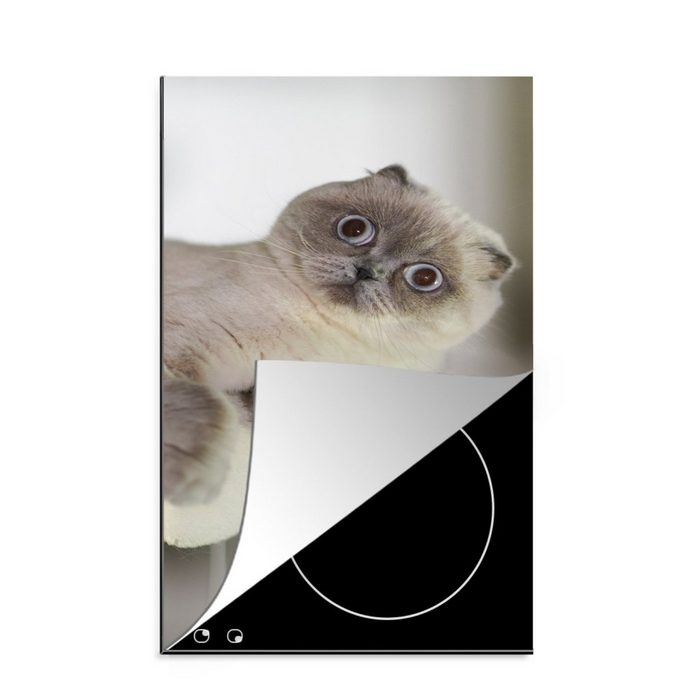 MuchoWow Herdblende-/Abdeckplatte Katze - Tier - Wohnzimmer Vinyl (1 tlg) Küchen Dekoration für Induktionsherd Induktionskochfeld