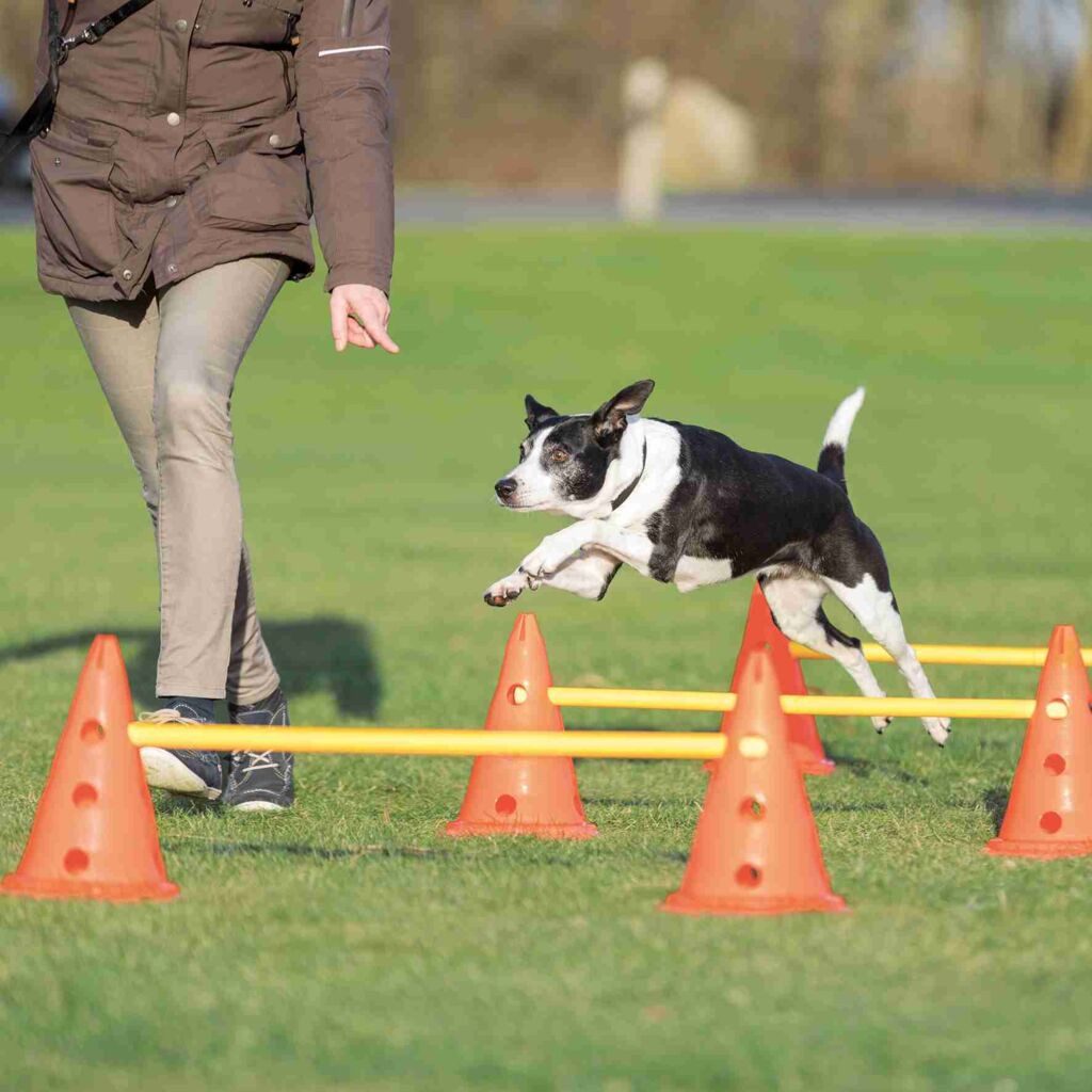 TRIXIE Agility-Hürde Pylonen-Hindernis-Set - orange/gelb - ø 23 × 30 cm/78 cm, Kunststoff