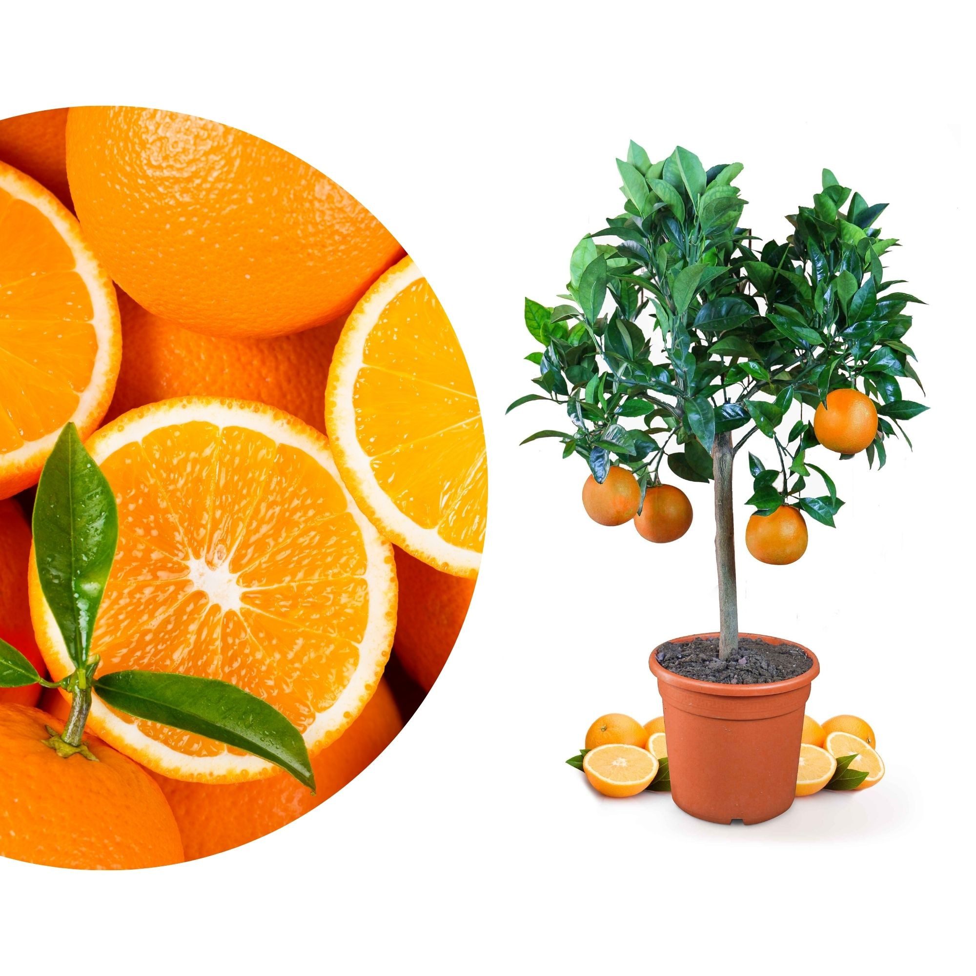 Meine Orangerie Obstpflanze Orangenbaum Citrus Sinensis, echter Orangenbaum, professionell veredelter und fruchtreifer Zitrusbaum
