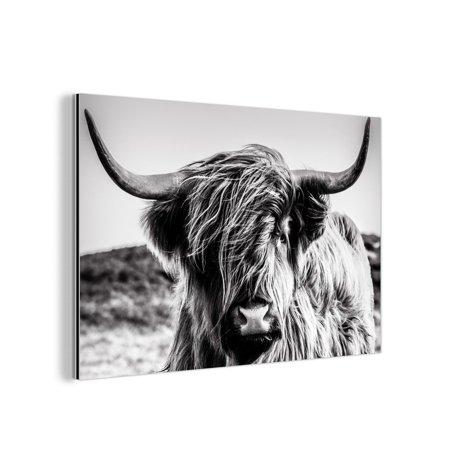 MuchoWow Metallbild Kuh - Schottischer Hochländer günstig online kaufen