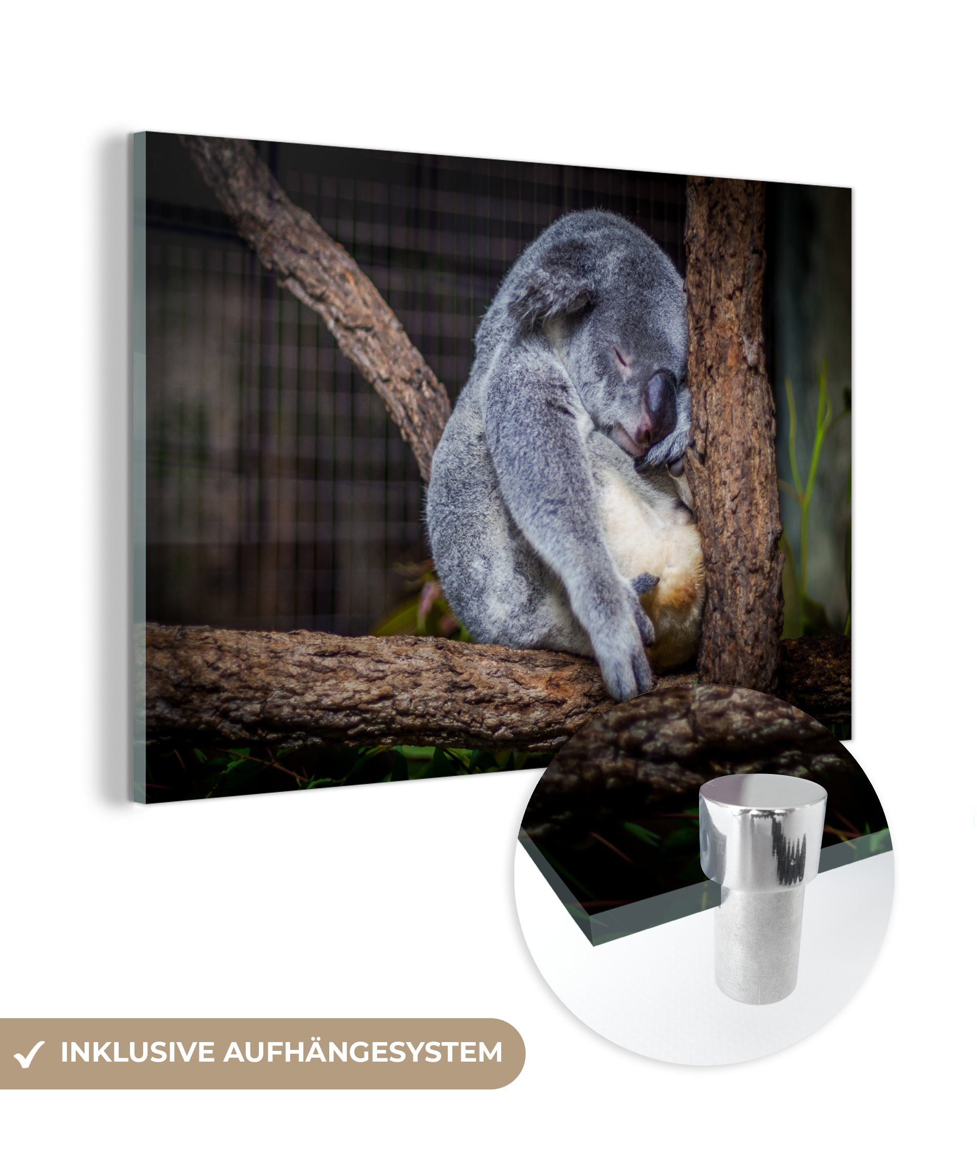 MuchoWow Acrylglasbild Australien - Koala - Bumm, (1 St), Acrylglasbilder Wohnzimmer & Schlafzimmer