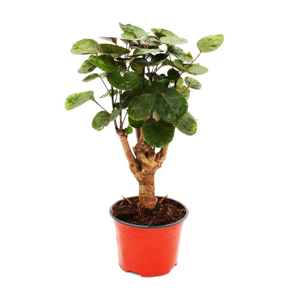 Exotenherz Zimmerpflanze Glänzende Fiederaralie Polyscias scutellaria Fabia günstig online kaufen