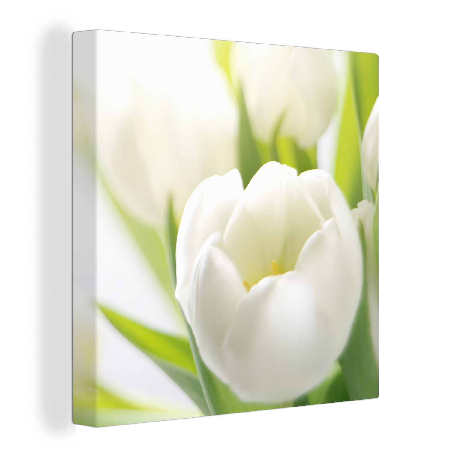 OneMillionCanvasses® Leinwandbild Nahaufnahme einer weißen Tulpe, günstig online kaufen