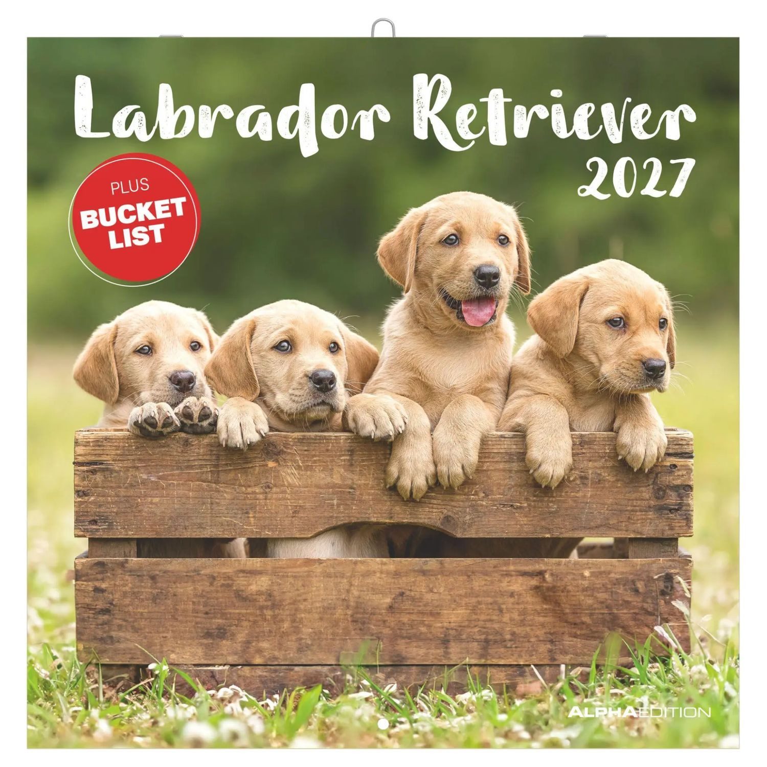NEUMANN Wandkalender Labrador Retriever 2027