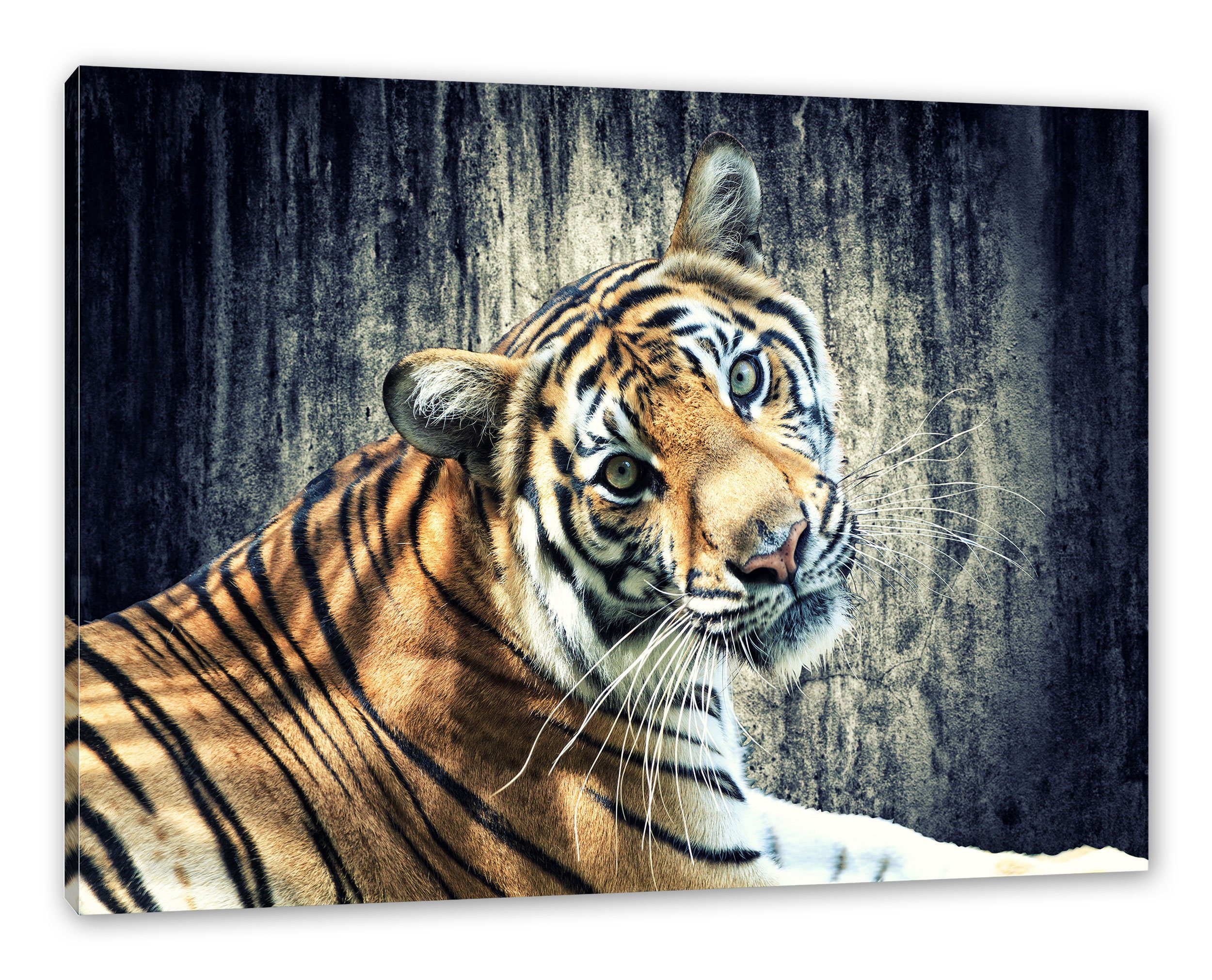 Zackenaufhänger bespannt, inkl. Tiger Leinwandbild Tiger, Pixxprint (1 Neugieriger Neugieriger St), fertig Leinwandbild