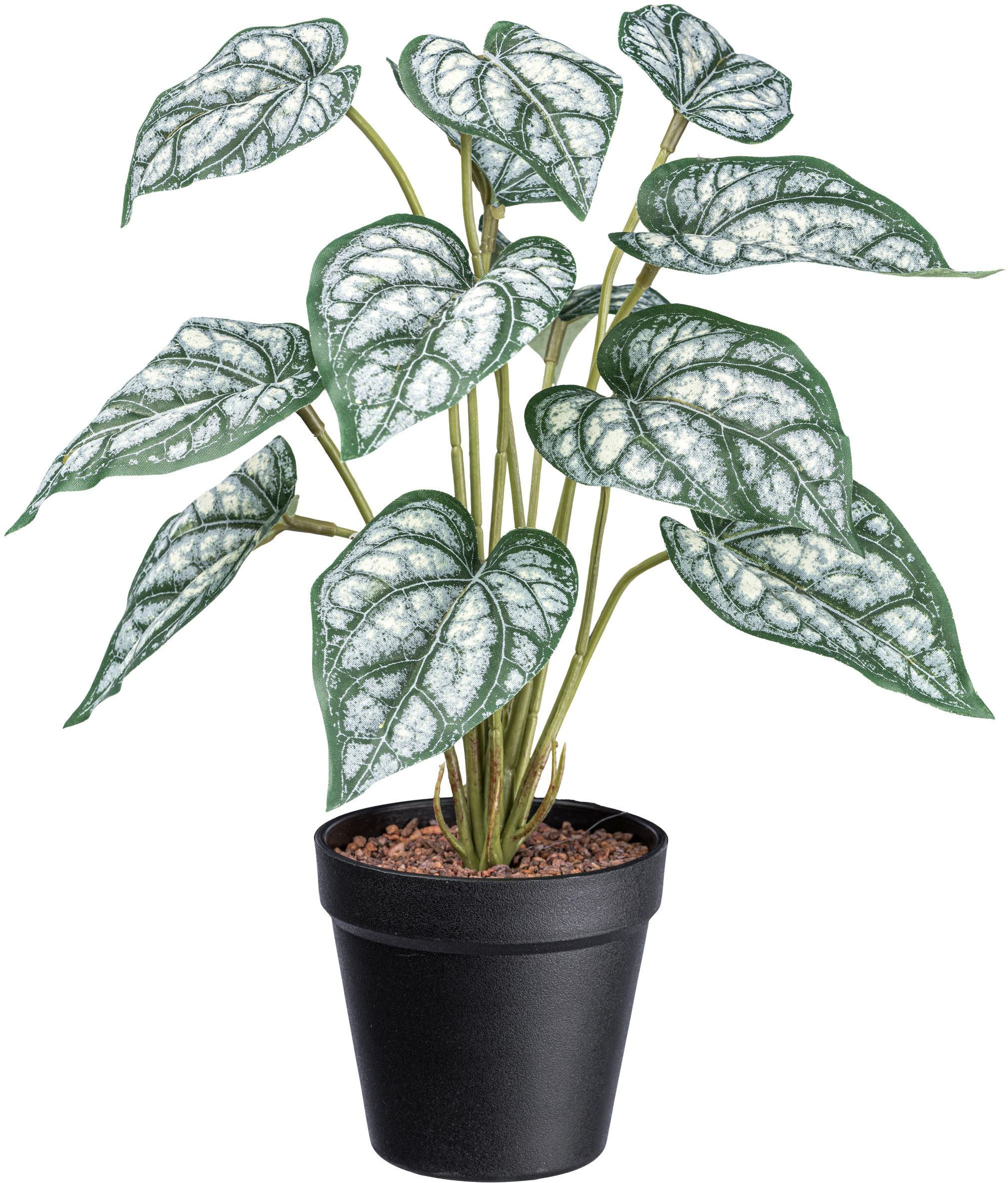 Künstliche Zimmerpflanze Syngonium Grünpflanze, Creativ green, günstig online kaufen