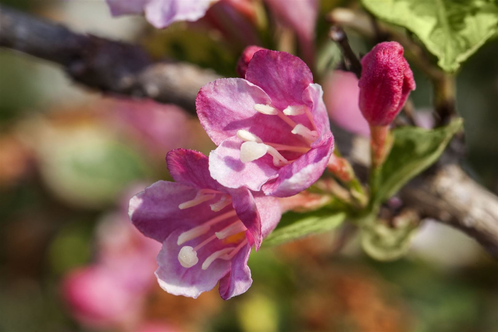 Pflanzen für Dich Hecken Weigela florida Variegata, 1 St., Weigelie, Weigelstrauch, buntlaubig, rosa Blüten