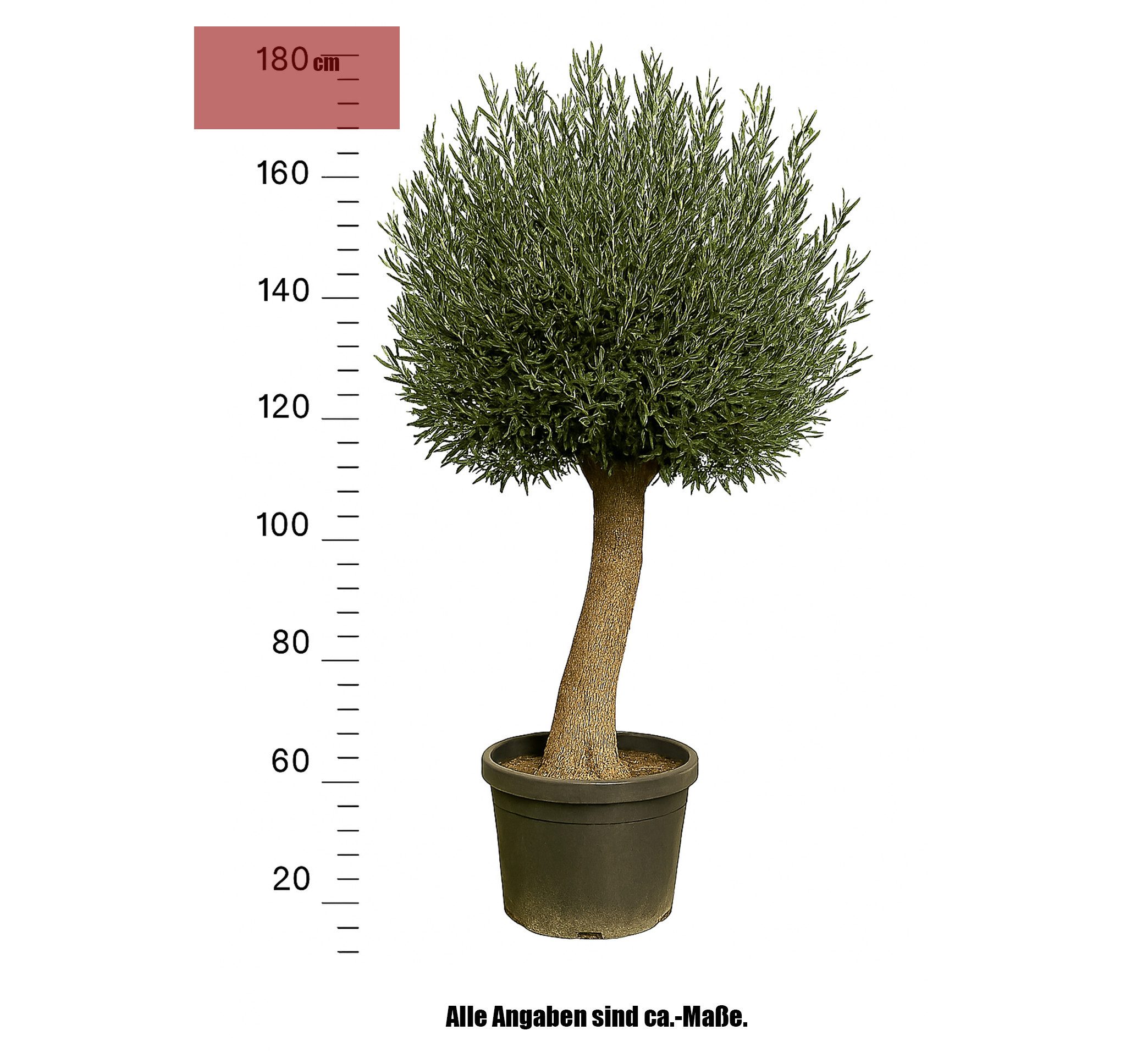 Palms-Store Olivenbaum Olea Europaea höhe: 170 -180cm gute Qualität, Stammu günstig online kaufen