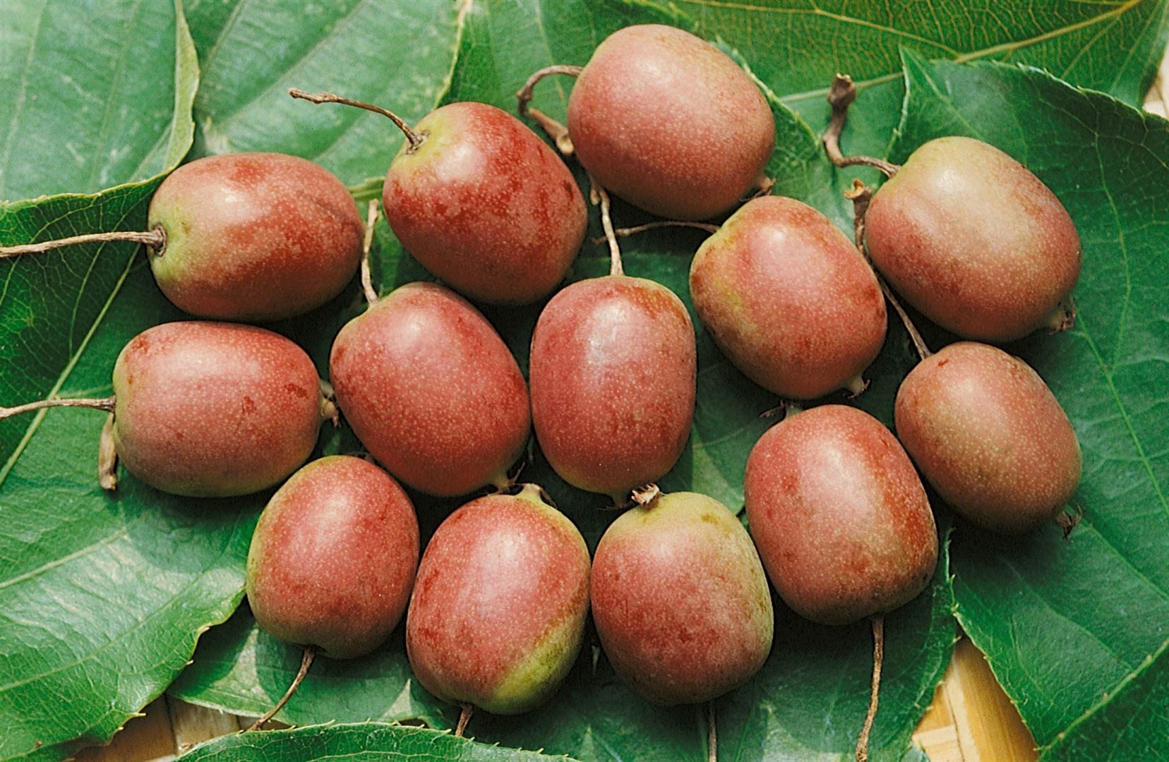Pflanzen für Dich Obstpflanze Actinidia arg. Ken's Red, 1 St., Kiwibeere, Strahlengriffel, rote Früchte, kletterpflanze
