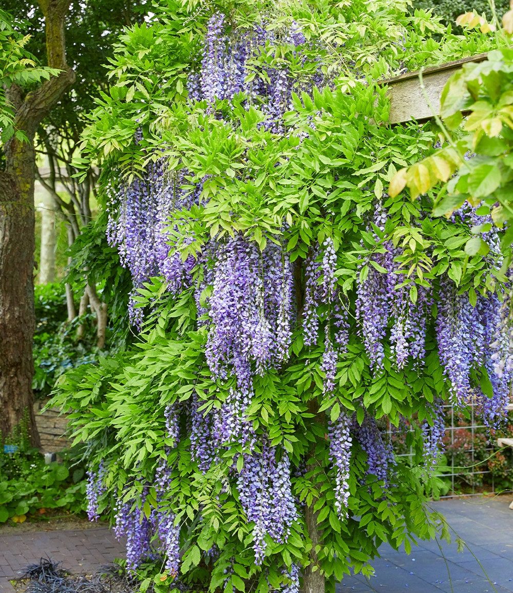 BALDUR Garten Zierstrauch Blauregen 'Blue Moon', 1 St., Blütentrauben, reichblühend, genügsam, winterhart, mehrjährig