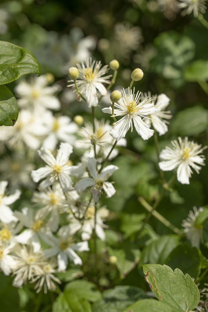 Pflanzen für Dich Kletterpflanze Clematis flammula, 1 St., Duft-Waldrebe, Brennende Waldrebe, weiße Blüten, duftend