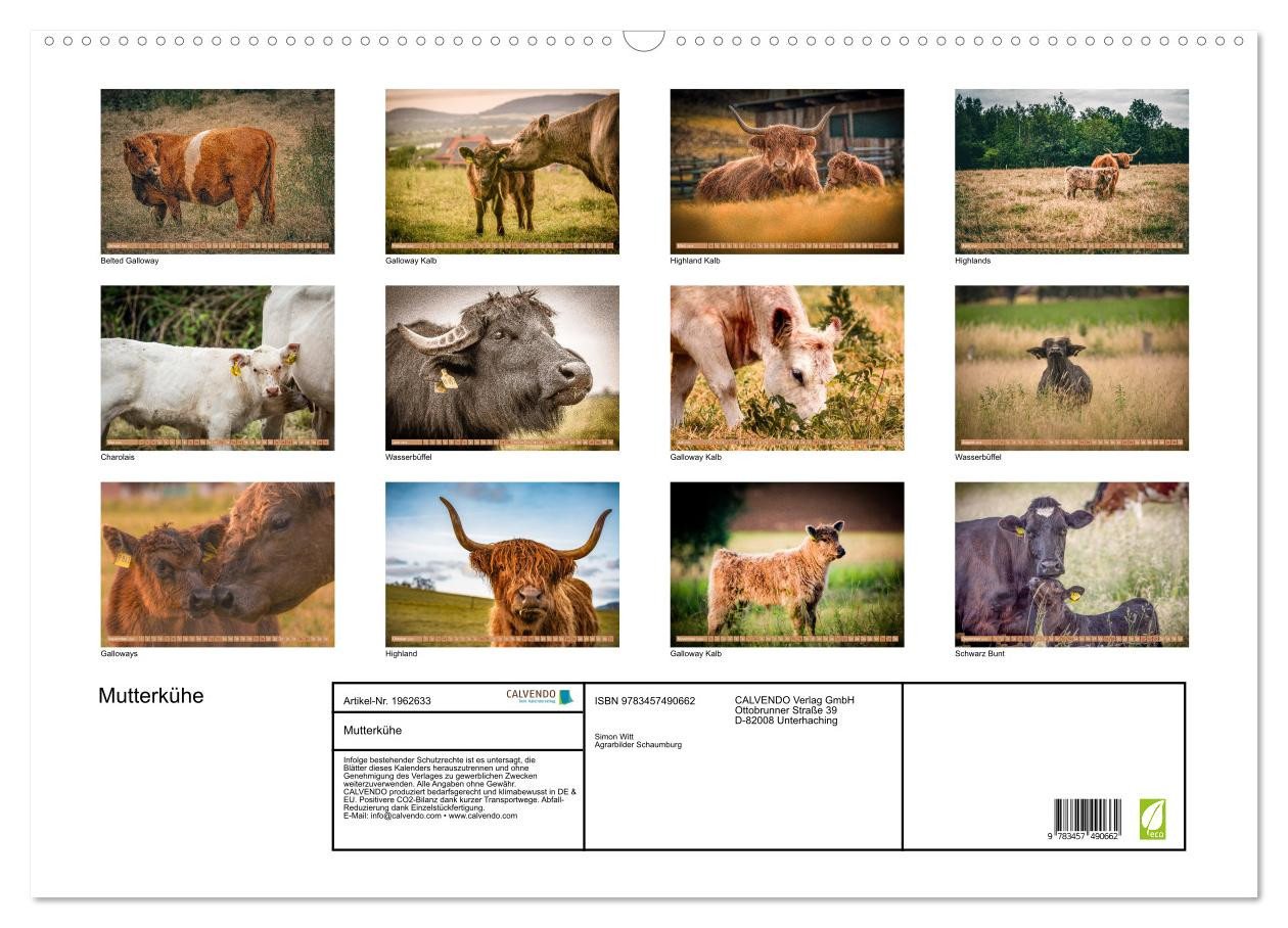 Thumbnail - CALVENDO Wandkalender Mutterkühe (Wandkalender 2026 DIN A2 quer), CALVENDO Monatskalender