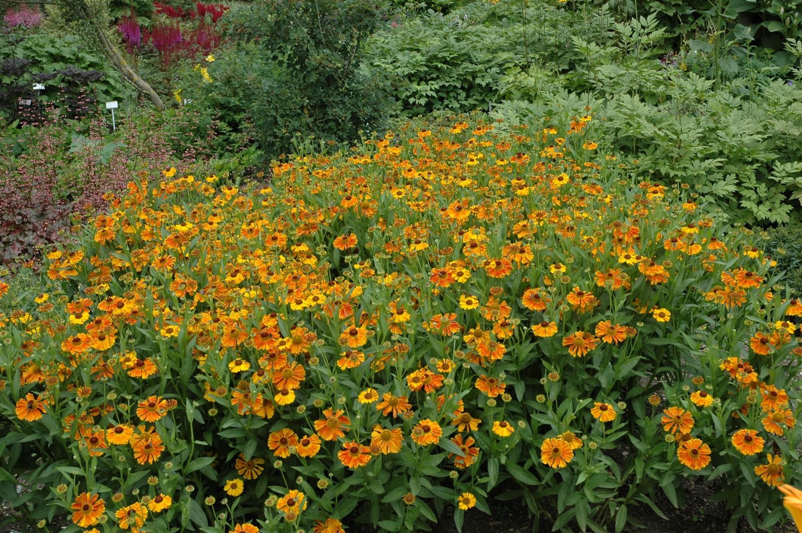 Pflanzen für Dich Staude Helenium 'Waltraud', 1 St., Sonnenbraut