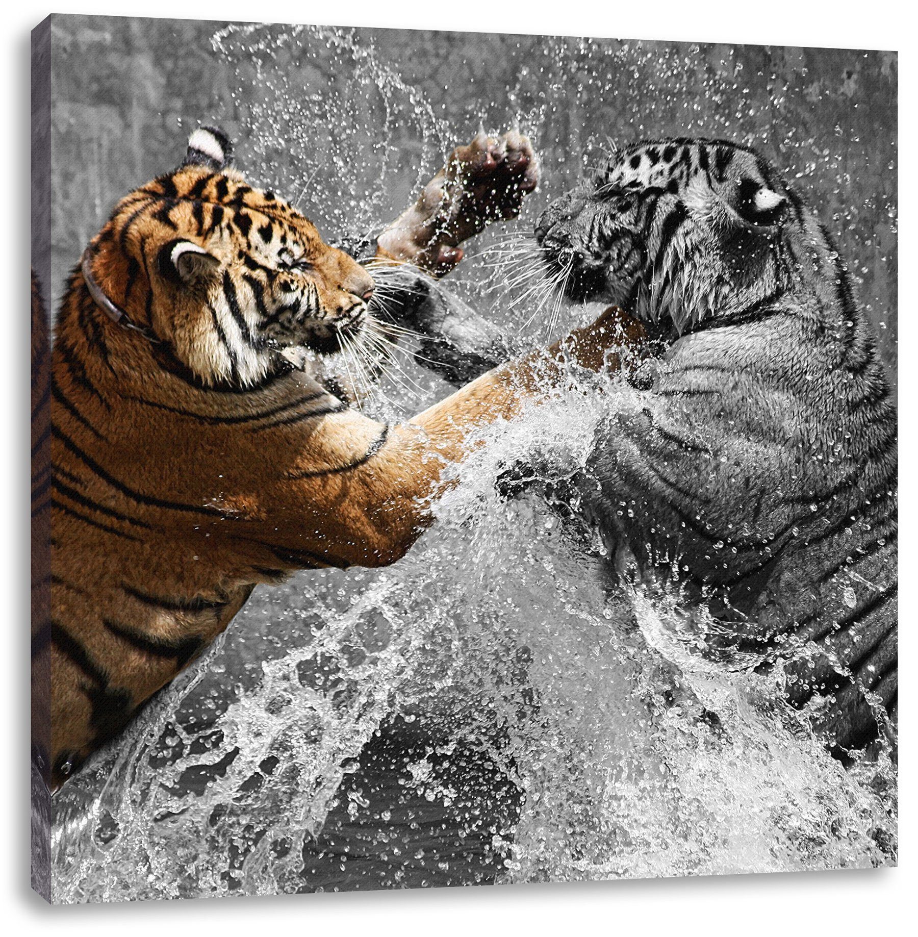 St), prachtvolle Leinwandbild fertig Leinwandbild (1 bespannt, inkl. prachtvolle kämpfen, Pixxprint Tiger Tiger kämpfen Zackenaufhänger