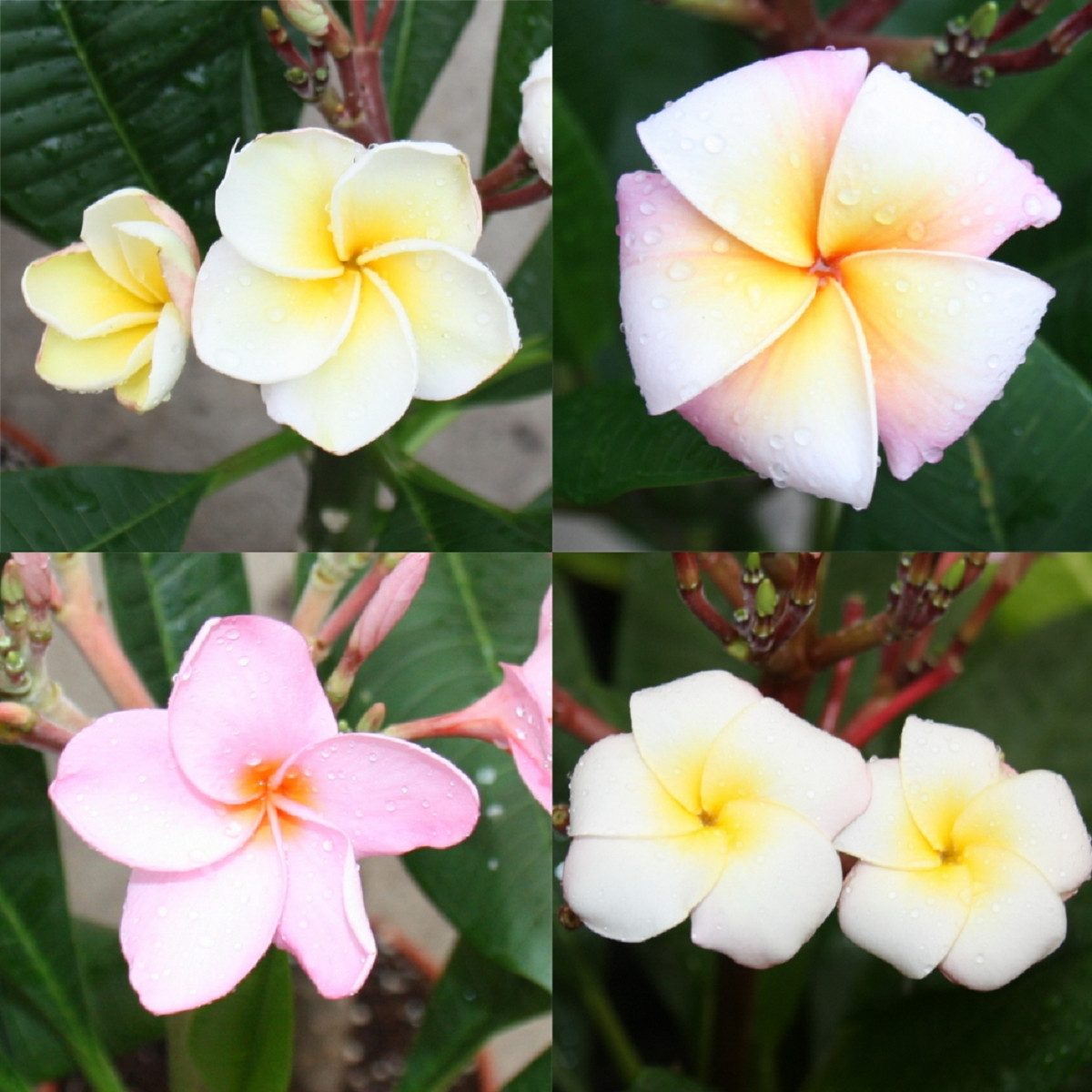 Exotenherz Zimmerpflanze Hawaianischer Tempelbaum - Plumeria - Überraschung günstig online kaufen