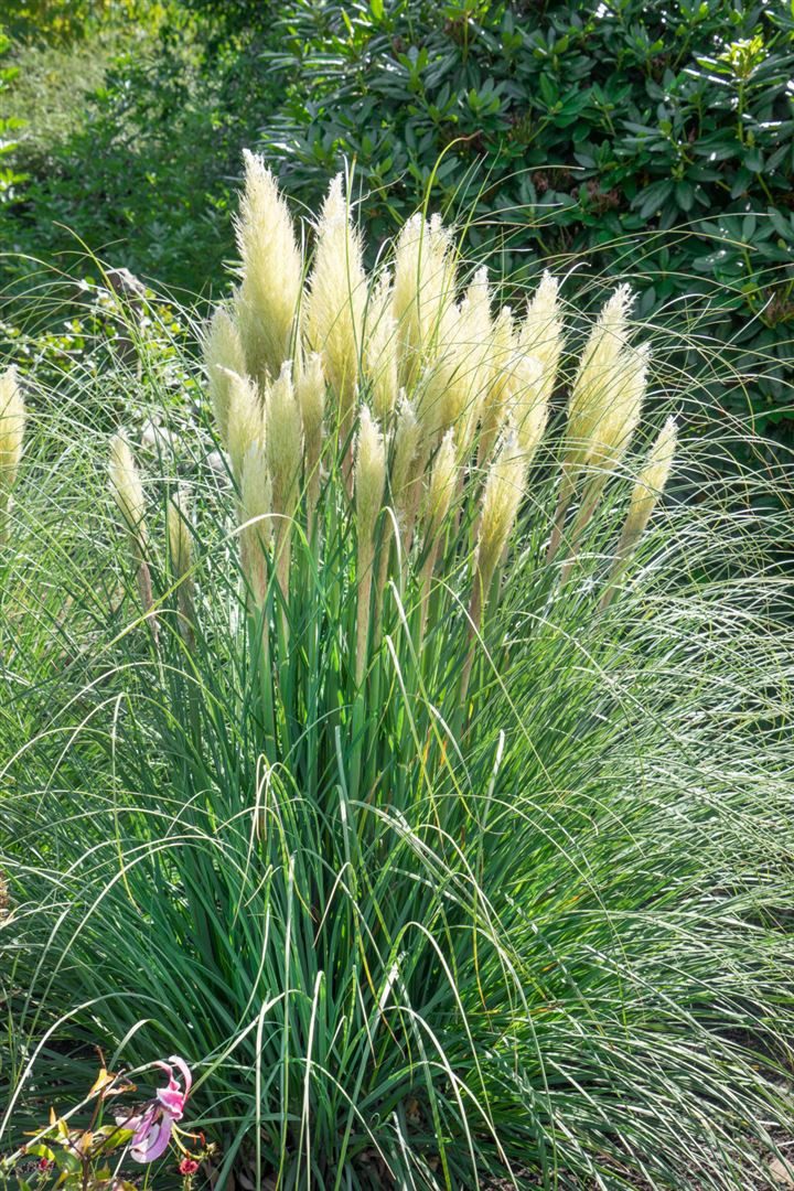 Pflanzen für Dich Gräser Cortaderia selloana Senior, 1 St., Pampasgras, silbrig, hochwachsend