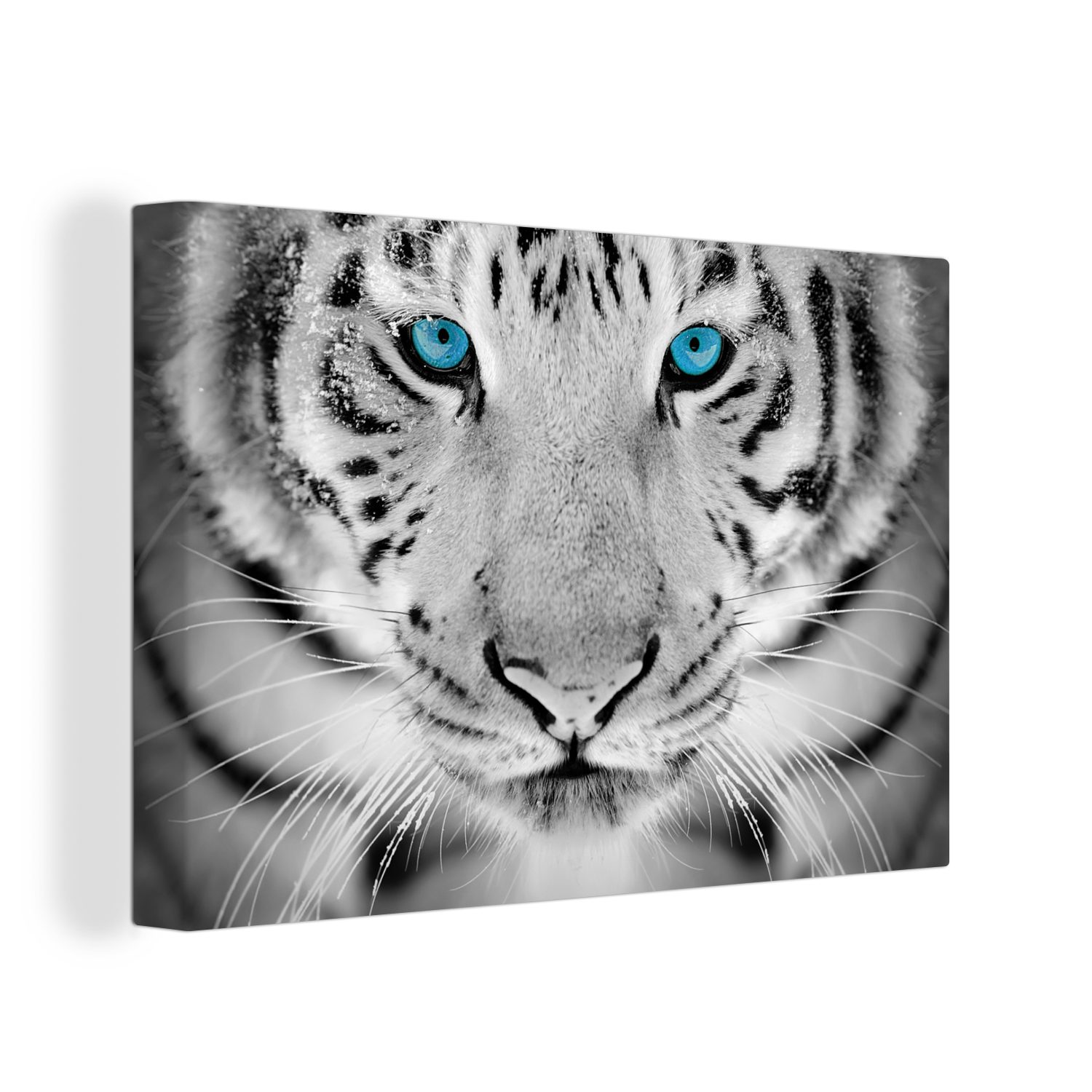 OneMillionCanvasses® Leinwandbild Tiger - Kopf - Nase, (1 St), Wandbild Leinwandbilder, Aufhängefertig, Wanddeko, 30x20 cm