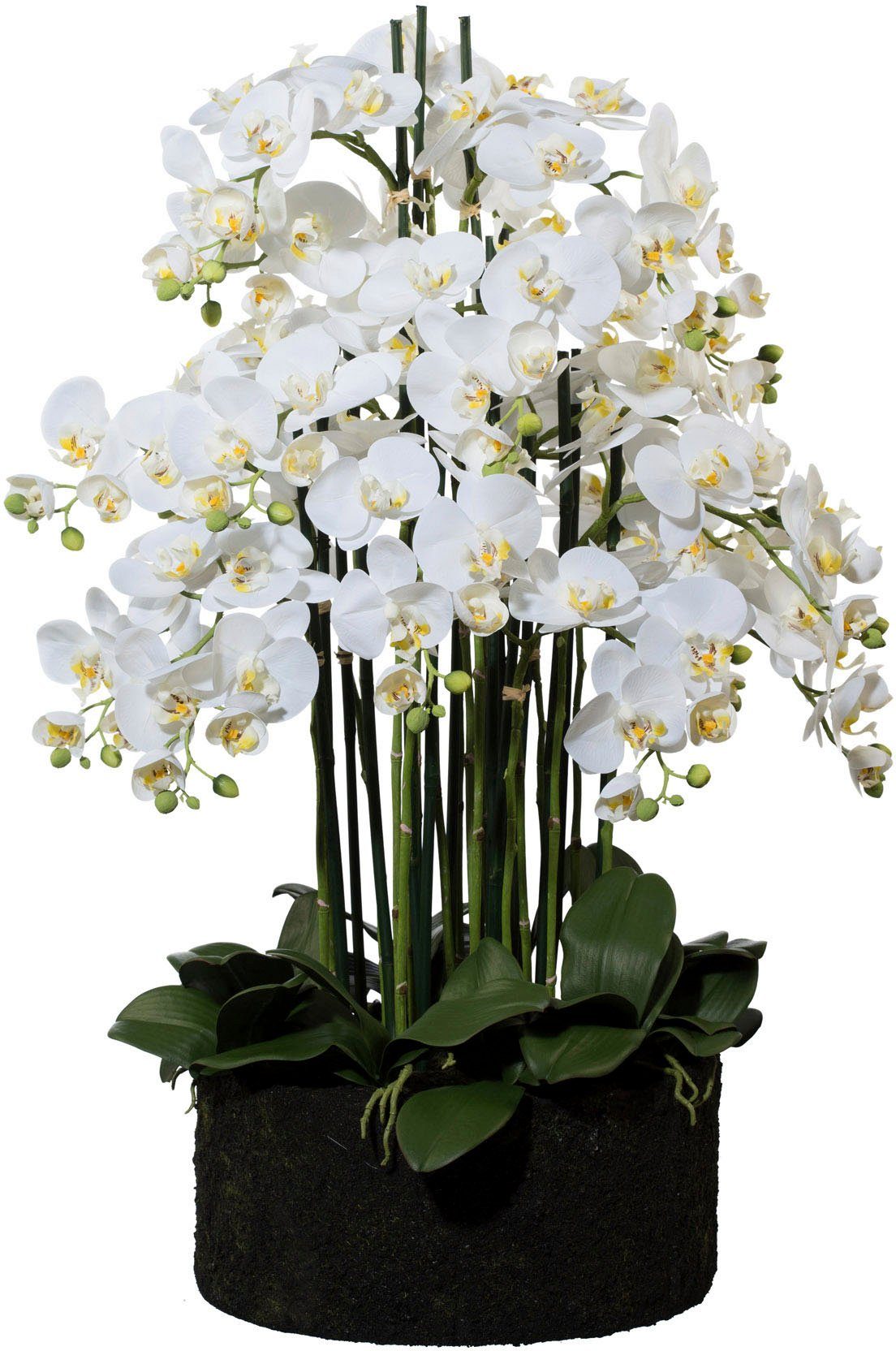 Höhe im Creativ cm, 93 Erdballen Kunstorchidee Phalaenopsis, green,