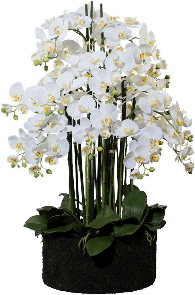 Phalaenopsis, Höhe cm, Creativ im Erdballen green, 93 Kunstorchidee