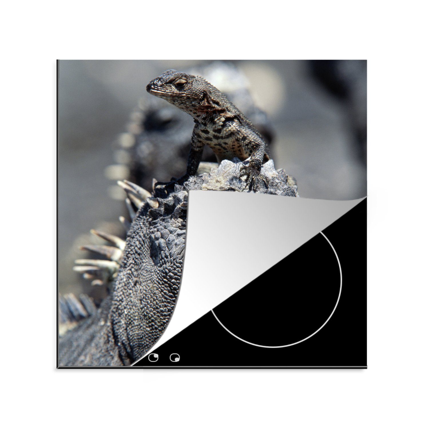 MuchoWow Herdblende-/Abdeckplatte Leguane - Tiere Arbeitsplatte cm, küche tlg), Ceranfeldabdeckung, 78x78 für Vinyl, - (1 Familie