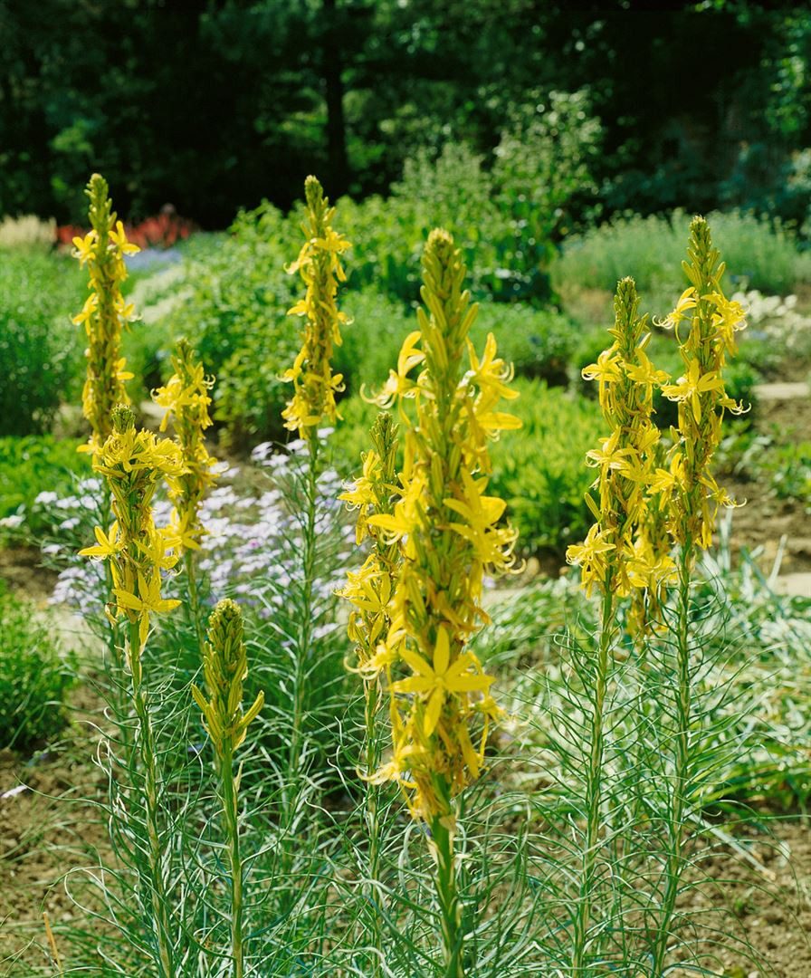 Pflanzen für Dich Staude Asphodeline lutea, 1 St., Goldwurz, Gelbe Asphodeline, Gelber Affodill