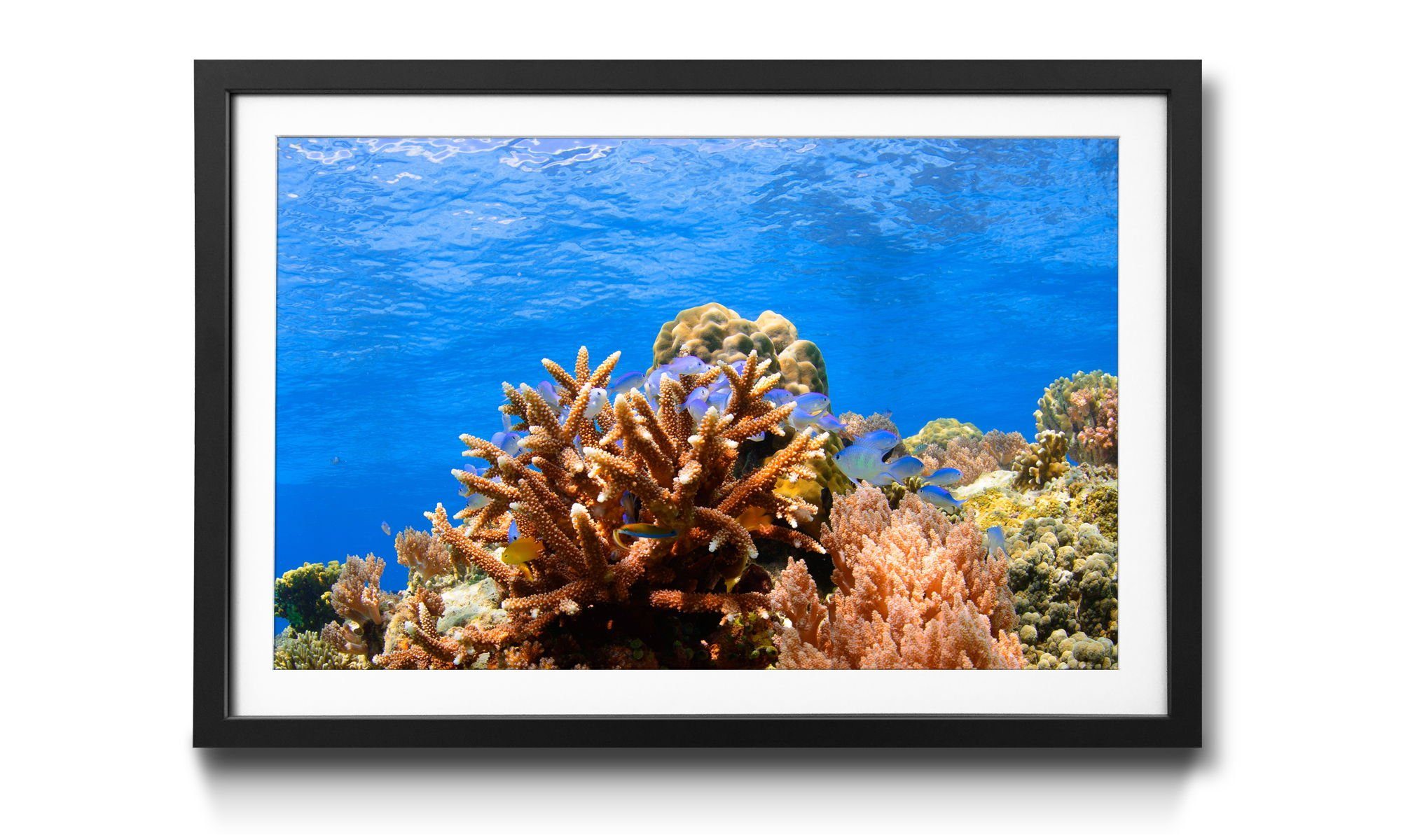 WandbilderXXL Bild mit Rahmen Corals Reef, Fische, Wandbild, in 4 Größen erhältlich