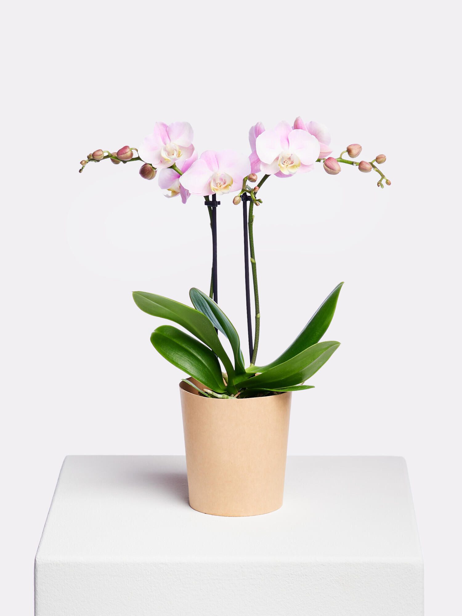 Fleurop Zimmerpflanze Phalaenopsis