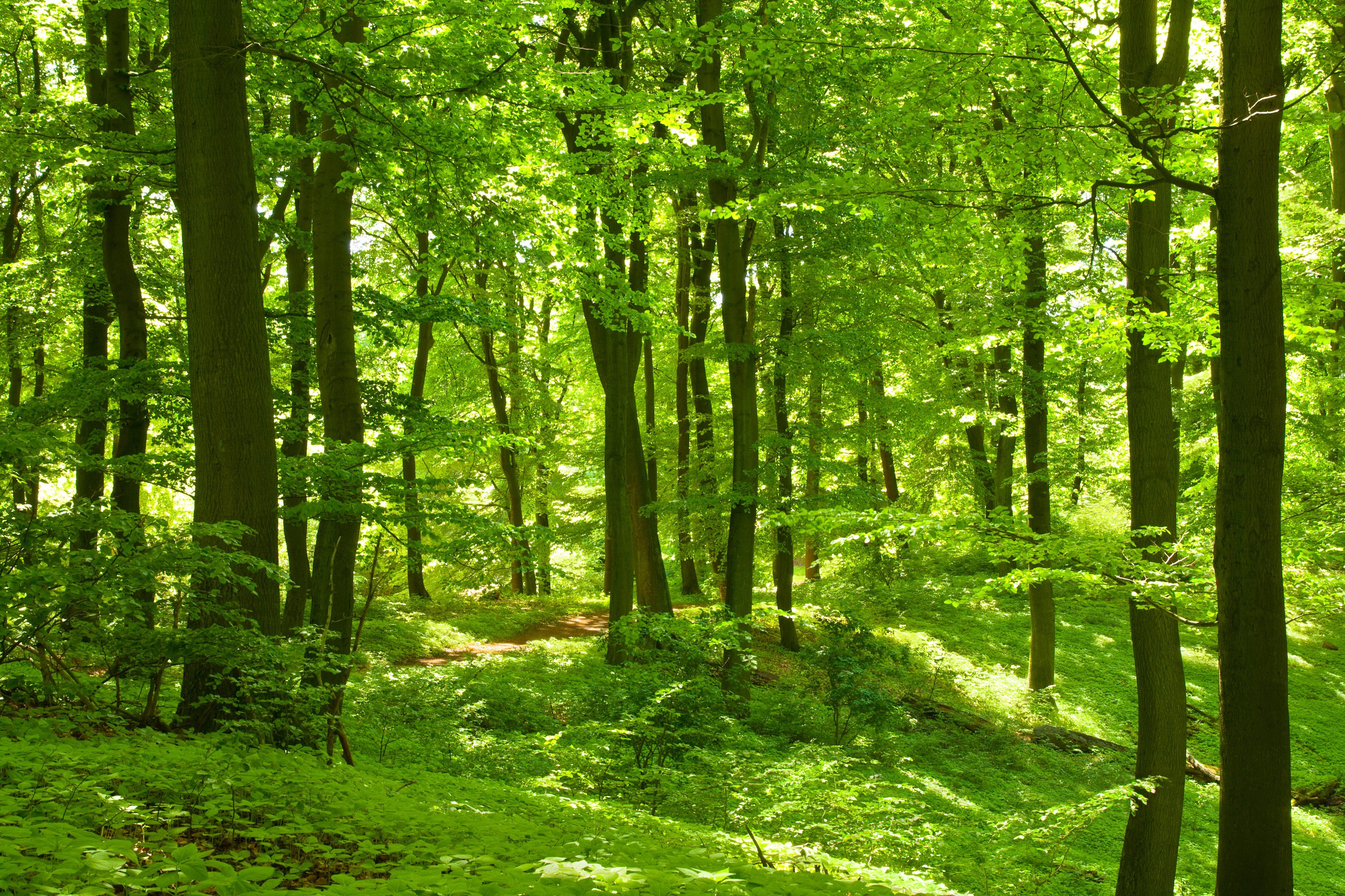 Papermoon Fototapete German Beech Forest, glatt günstig online kaufen