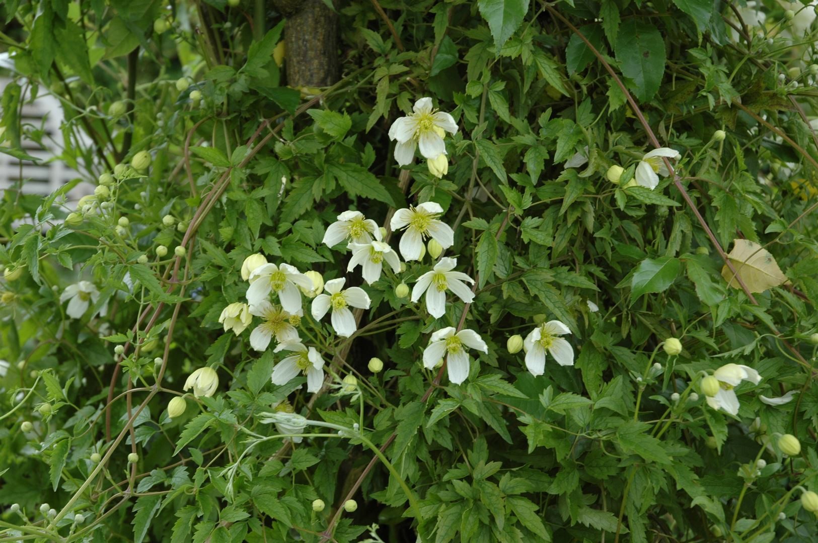 Pflanzen für Dich Kletterpflanze Clematis montana Grandiflora, 1 St., Berg-Waldrebe, Anemonen-Waldrebe, weiße Blüten, schnellwachsend