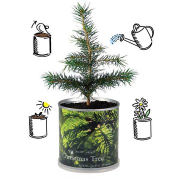 MacFlowers® Anzuchttopf Weihnachtsbaum in der Dose Geschenk zu Weihnachten - Christmas Tree