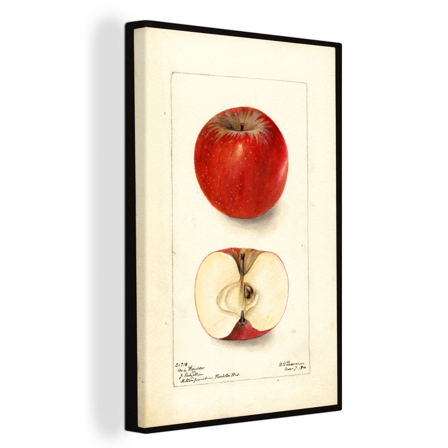 OneMillionCanvasses® Leinwandbild Haralson Apfel - Gemälde von Deborah Griscom Passmore, (1 St), Leinwandbild fertig bespannt inkl. Zackenaufhänger, Gemälde, 20x30 cm