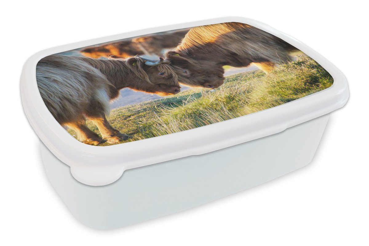 MuchoWow Lunchbox Schottische Highlander - Tiere - Sonne, Kunststoff, (2-tlg), Brotbox für Kinder und Erwachsene, Brotdose, für Jungs und Mädchen weiß