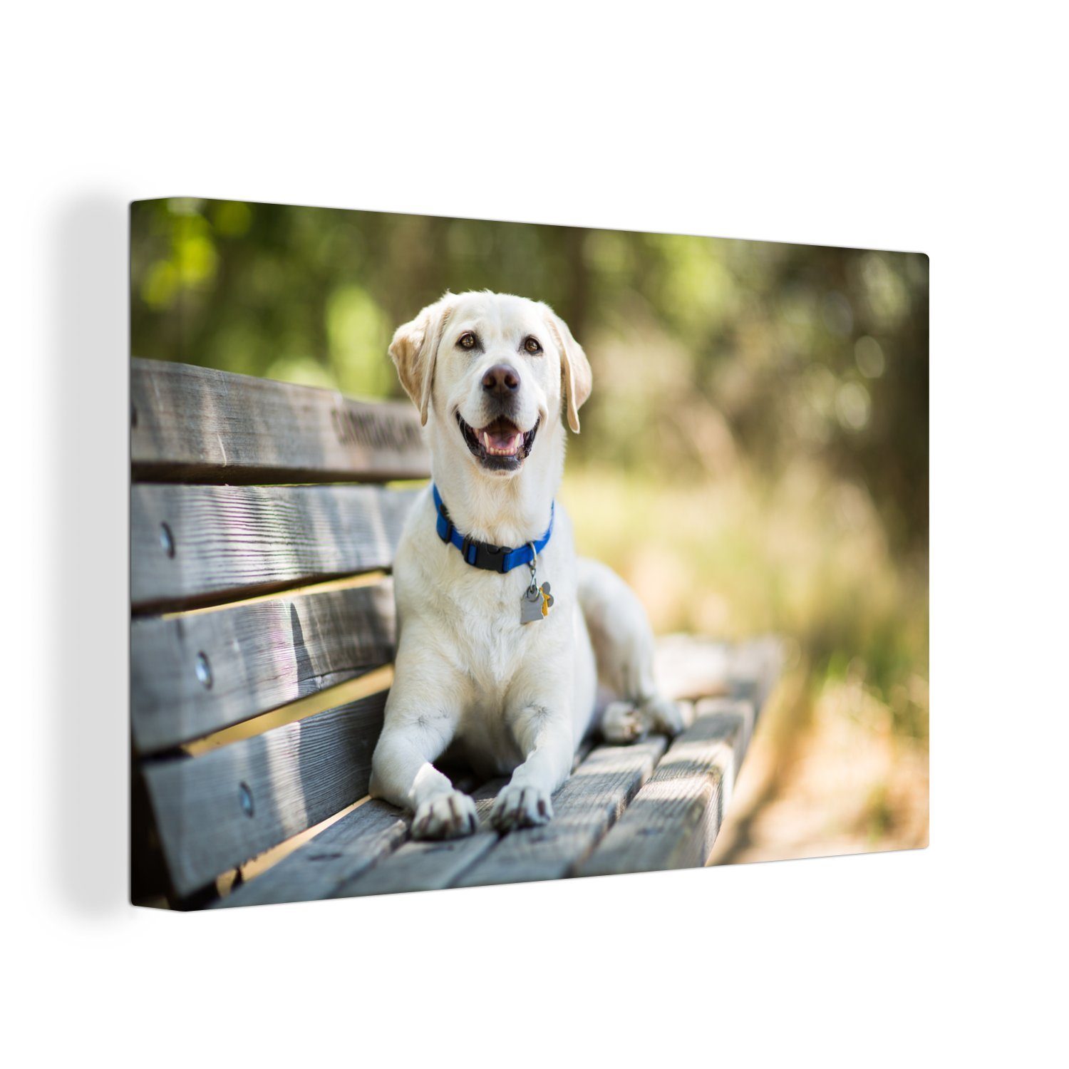 OneMillionCanvasses® Leinwandbild Labrador Retriever liegend auf einer Bank, (1 St), Wandbild Leinwandbilder, Aufhängefertig, Wanddeko, 30x20 cm