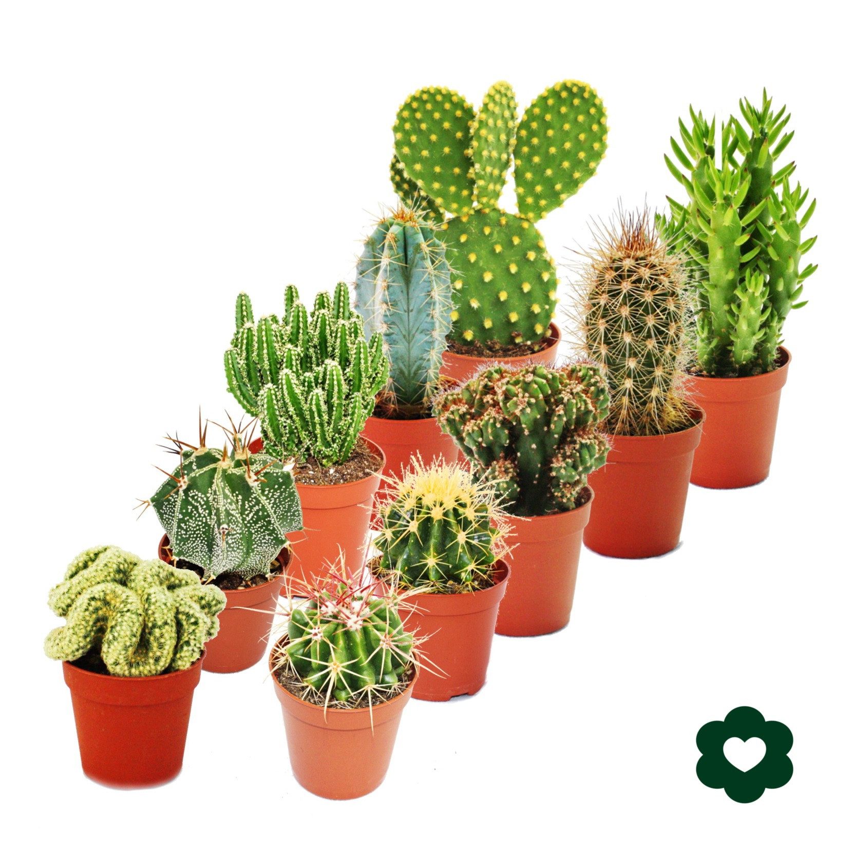Kaktus 10 verschiedene Kakteen 5,5cm Topf im Set