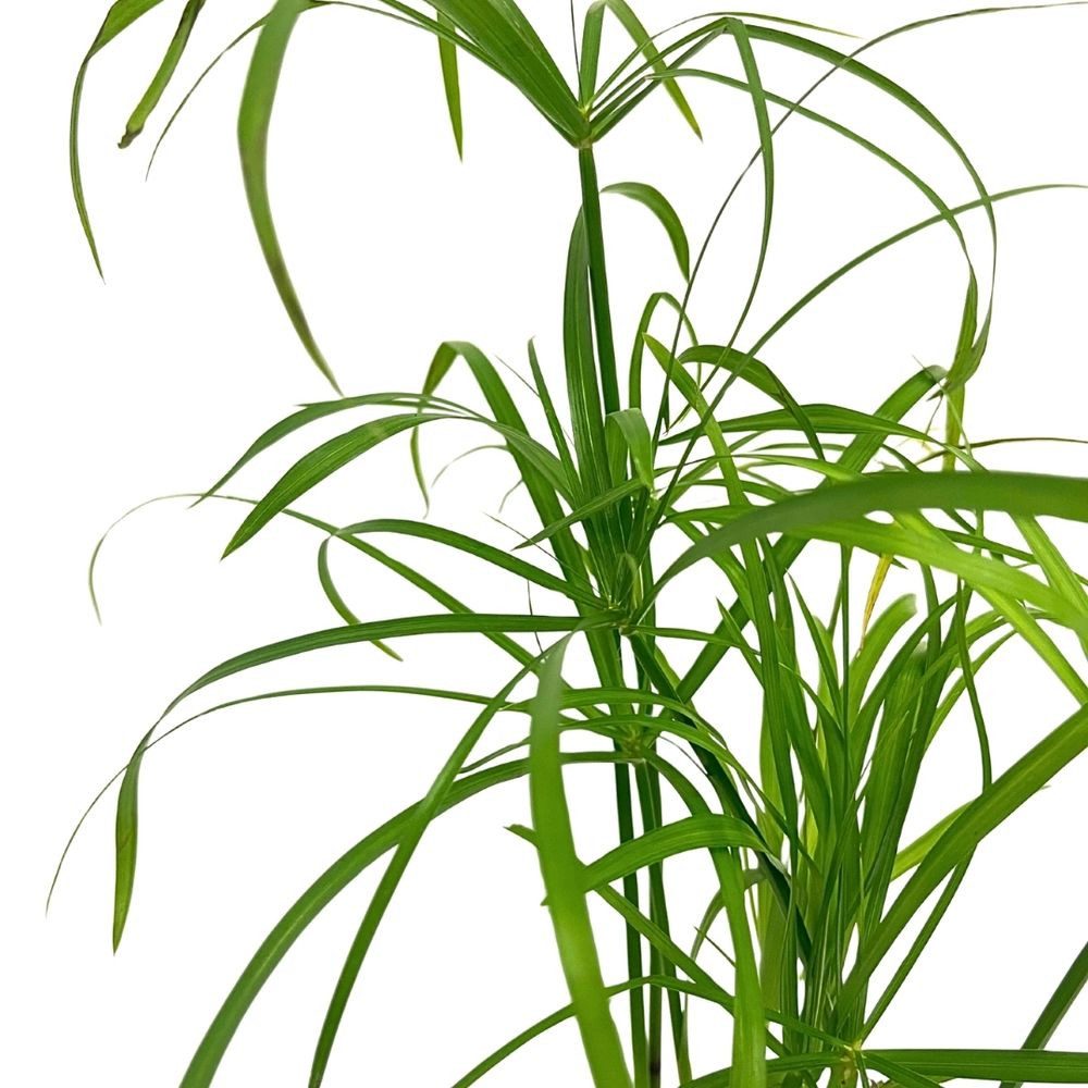 Aquaone Wasserpflanze Aquarium Pflanze Cyperus alternifolius Wasserpflanzen Topf Nr.333C