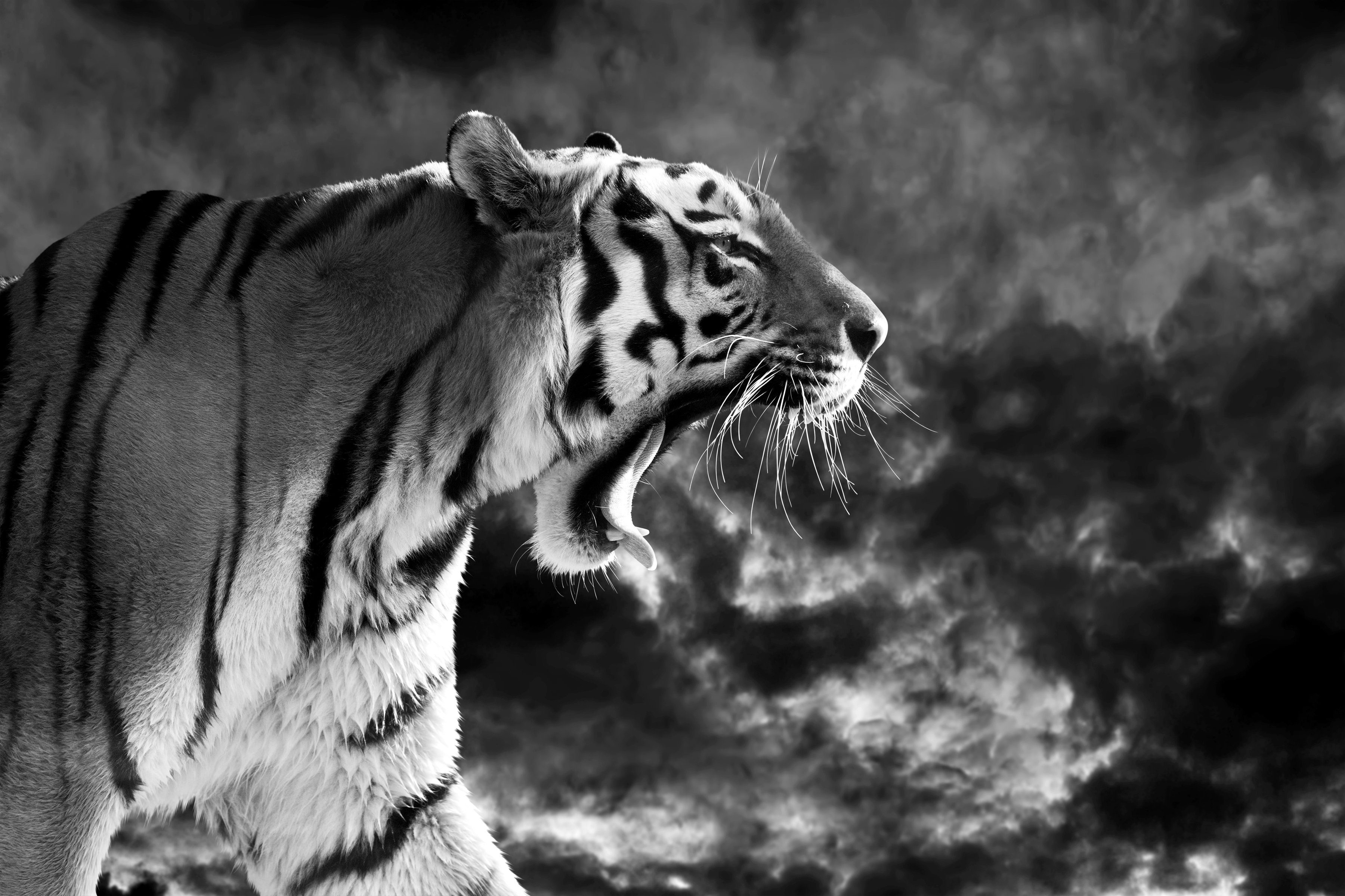 Fototapete Tiger Schwarz & Weiß
