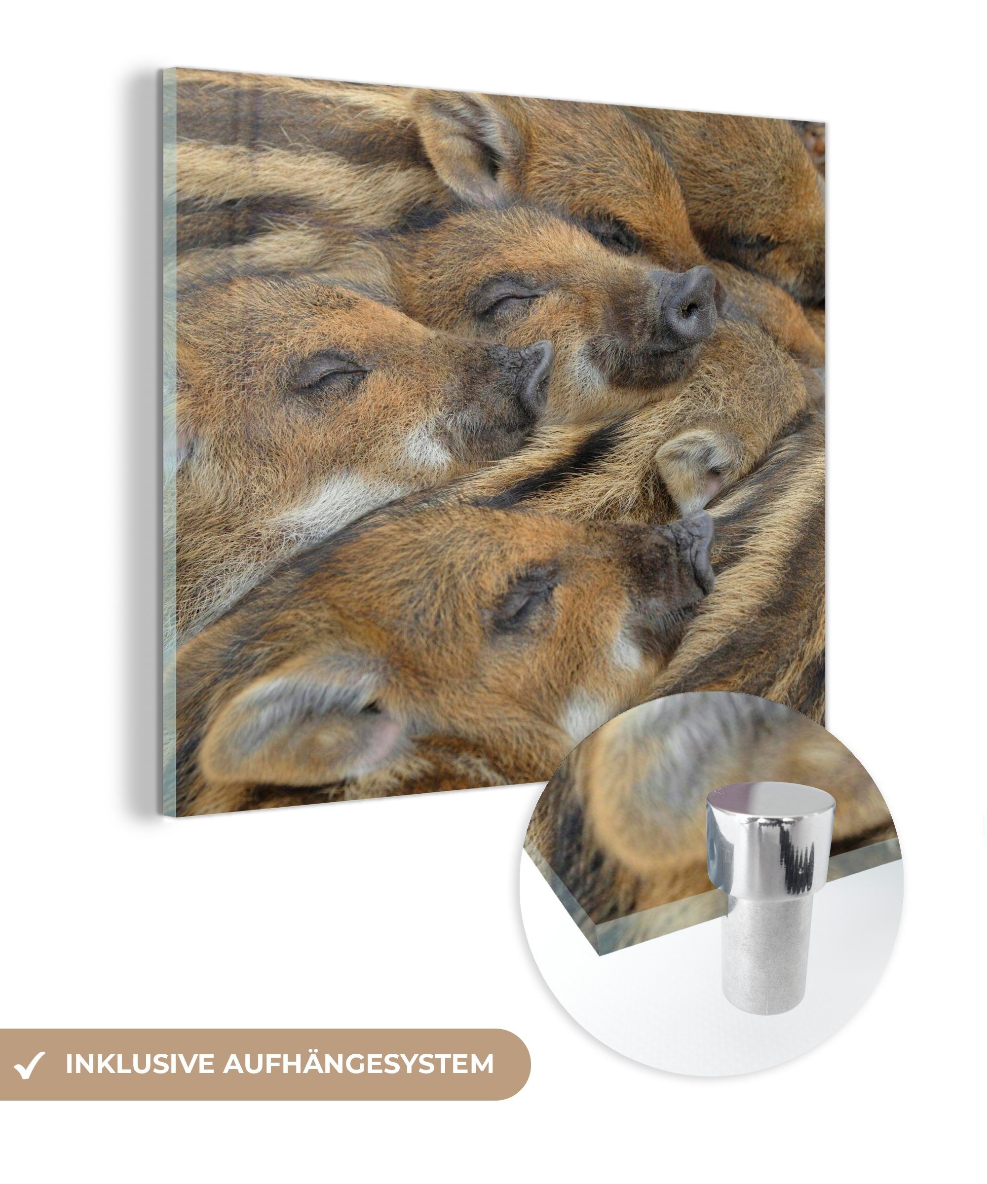MuchoWow Acrylglasbild Schweine - Schlafen, (1 St), Glasbilder - Bilder auf Glas Wandbild - Foto auf Glas - Wanddekoration