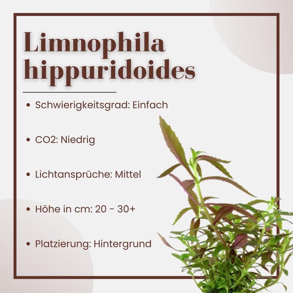 Aquaone Wasserpflanze Aquarium Pflanze Limnophila hippuridoides Nr.047C