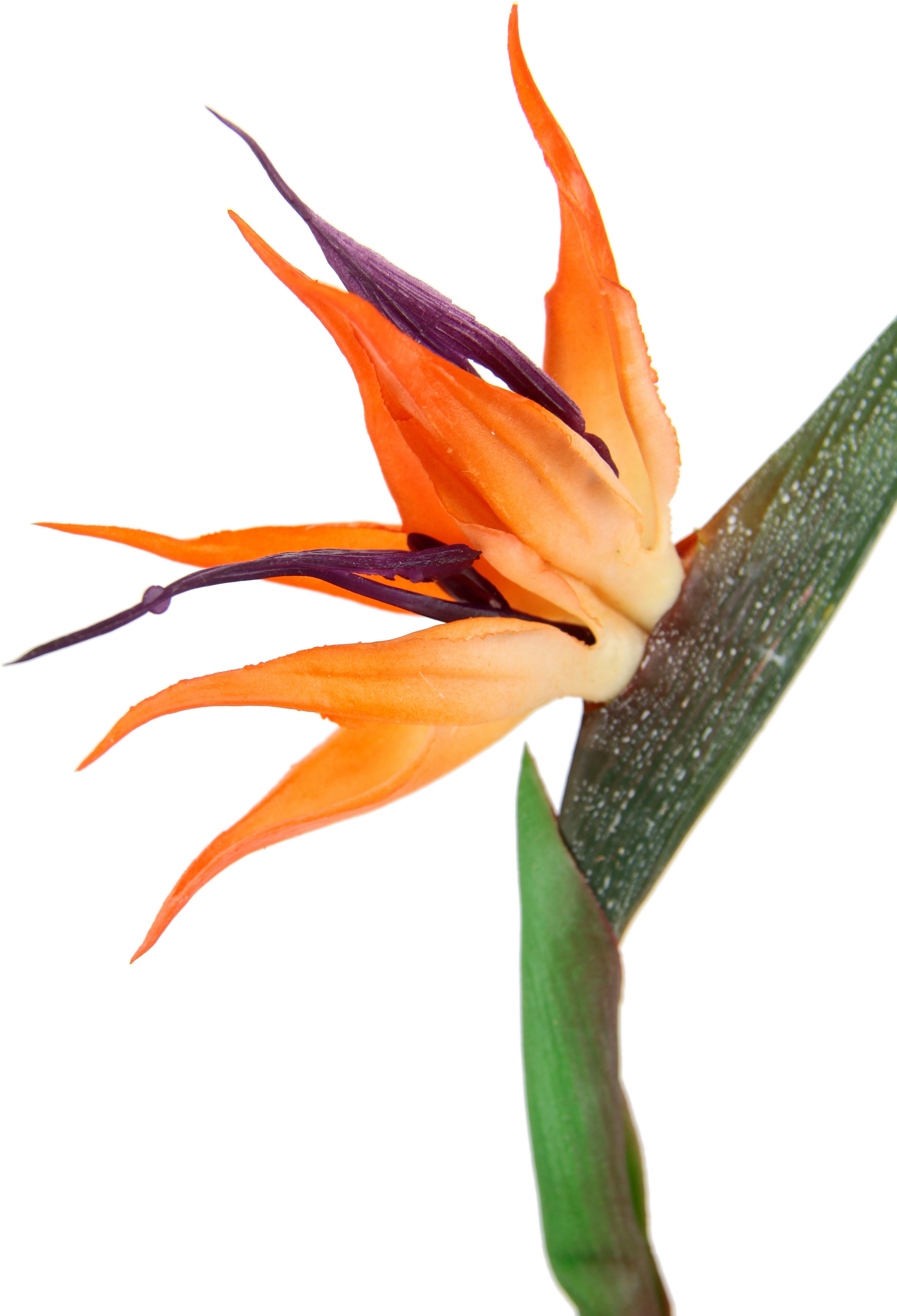 Kunstblume Künstliche Blume Strelitzie Paradiesvogelblume Exotischer Dekozweig, I.GE.A., Höhe 60 cm, Zweig Einzelblume Dekoblume Stielblume Hochzeit Dekoration – Bild 3 von 4