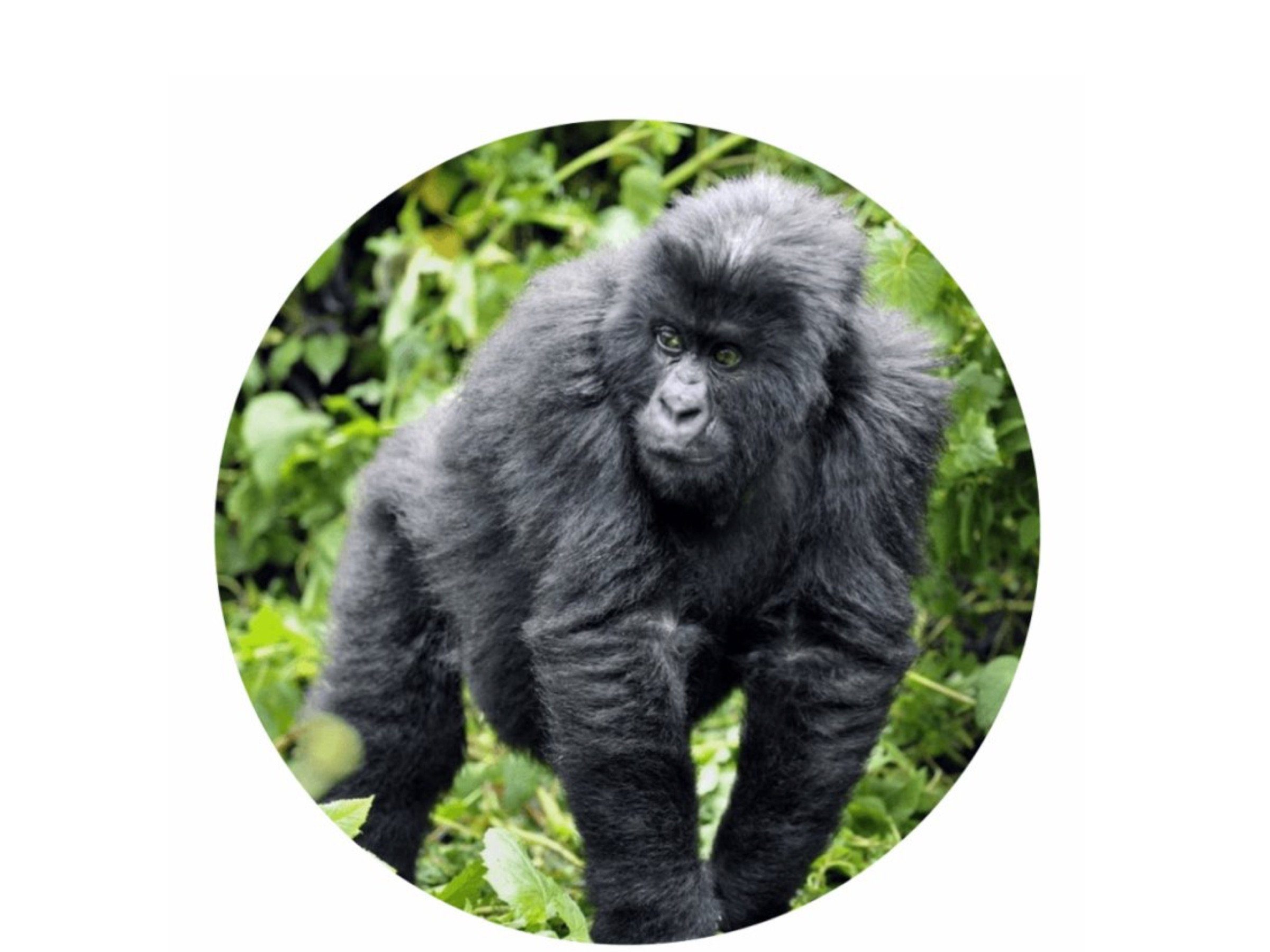 LK Trend & Style Sticker Wildtiere oder Waldtier Aufkleber rund, (Spar-Set 4-tlg), verschiedene Tiermotive zur Motivation