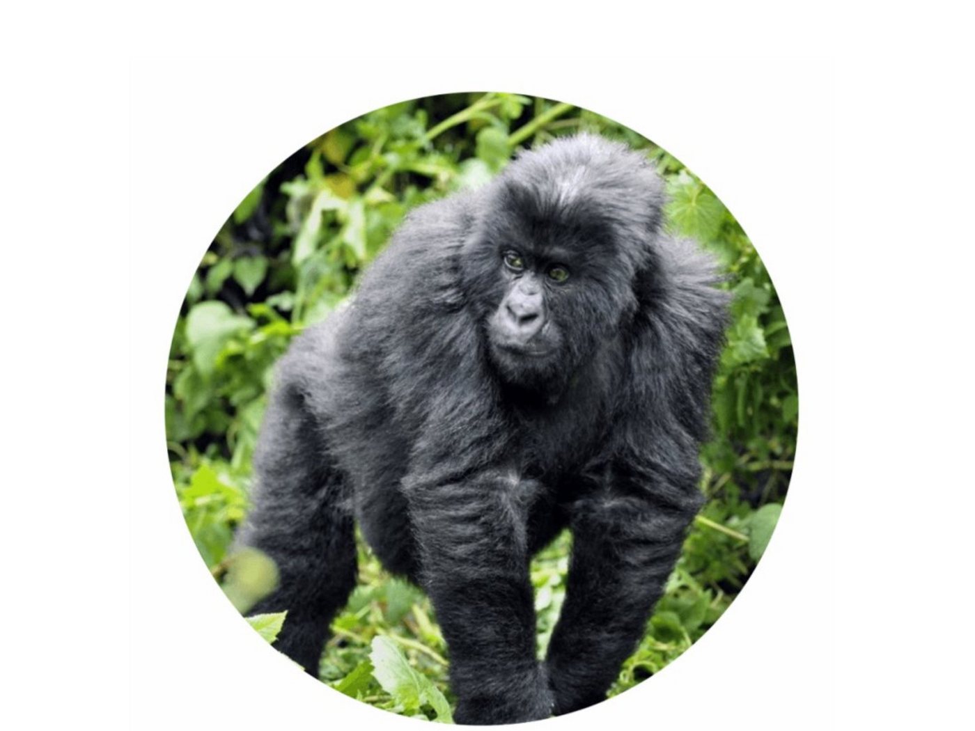 Thumbnail - LK Trend & Style Sticker Wildtiere oder Waldtier Aufkleber rund, (Spar-Set 4-tlg), verschiedene Tiermotive zur Motivatio...