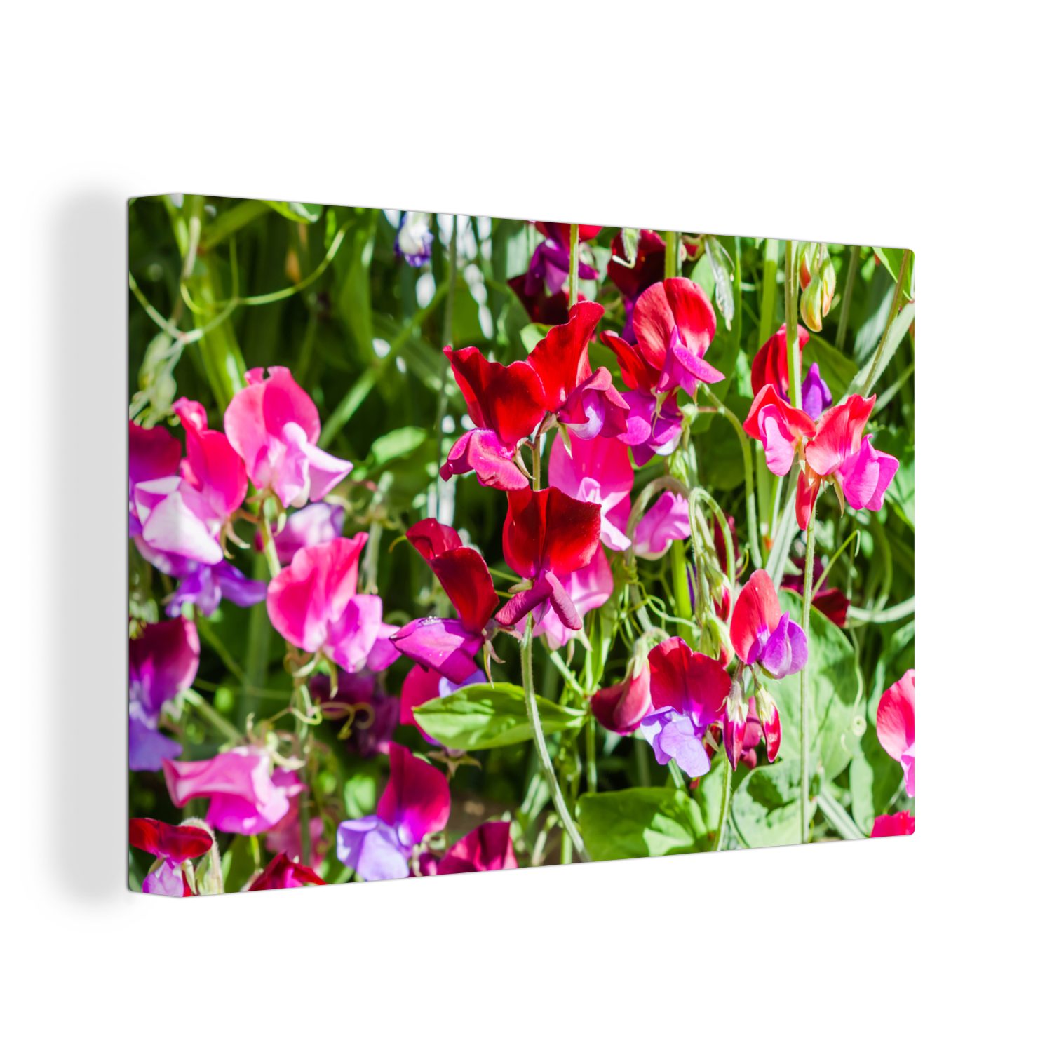 St), Leinwandbild (1 Leinwandbilder, Wandbild cm im 30x20 Lathyrus-Blüten Aufhängefertig, Garten, Wanddeko, OneMillionCanvasses®