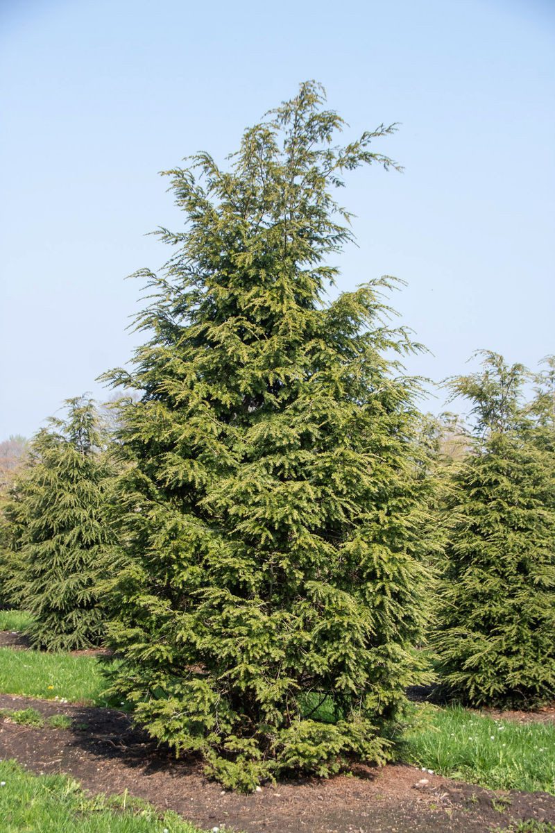 Garten von Ehren Konifere Tsuga canadensis Containerware, 40-60 cmnhoch