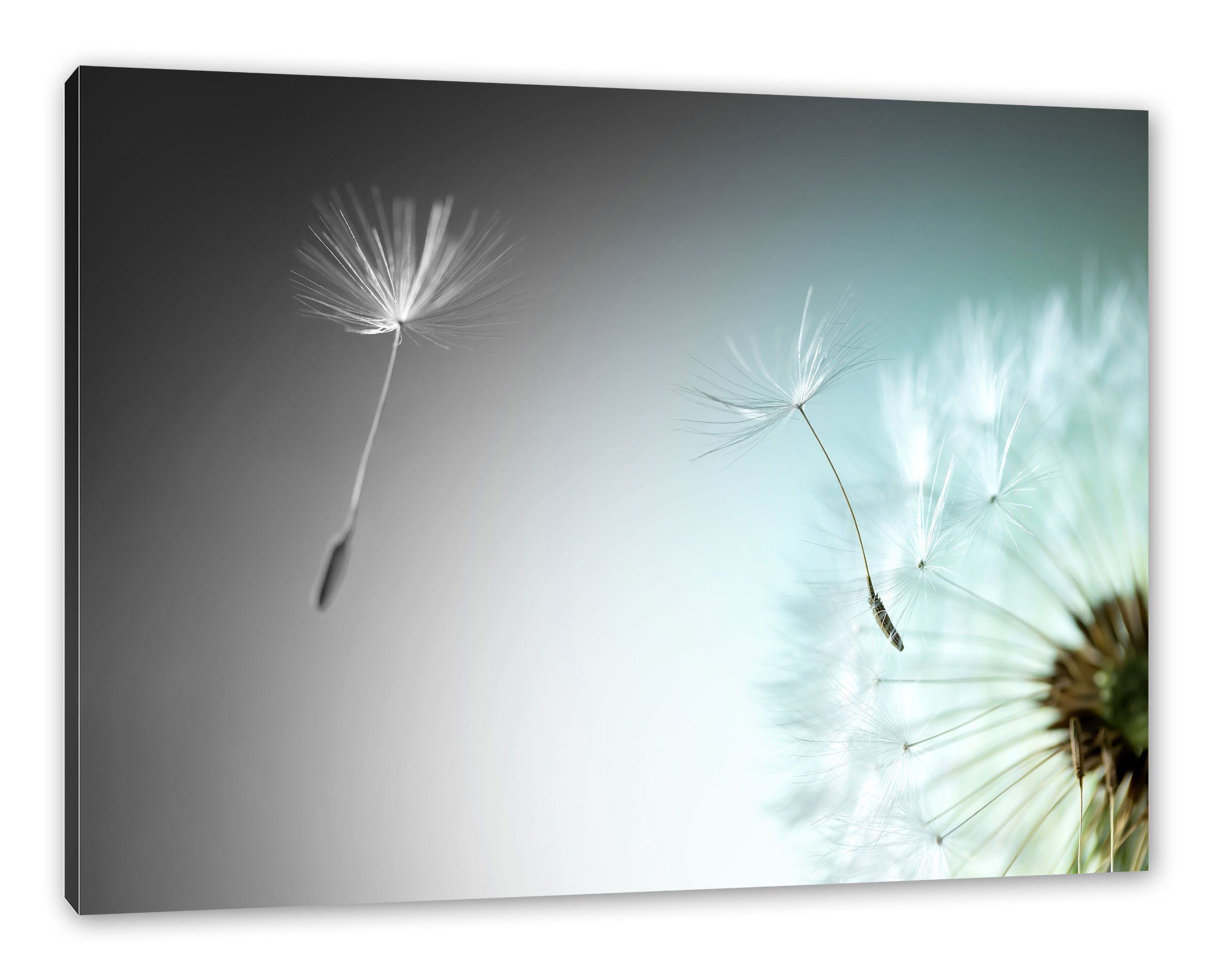 Pixxprint Leinwandbild Löwenzahn Pusteblume, Löwenzahn Pusteblume günstig online kaufen