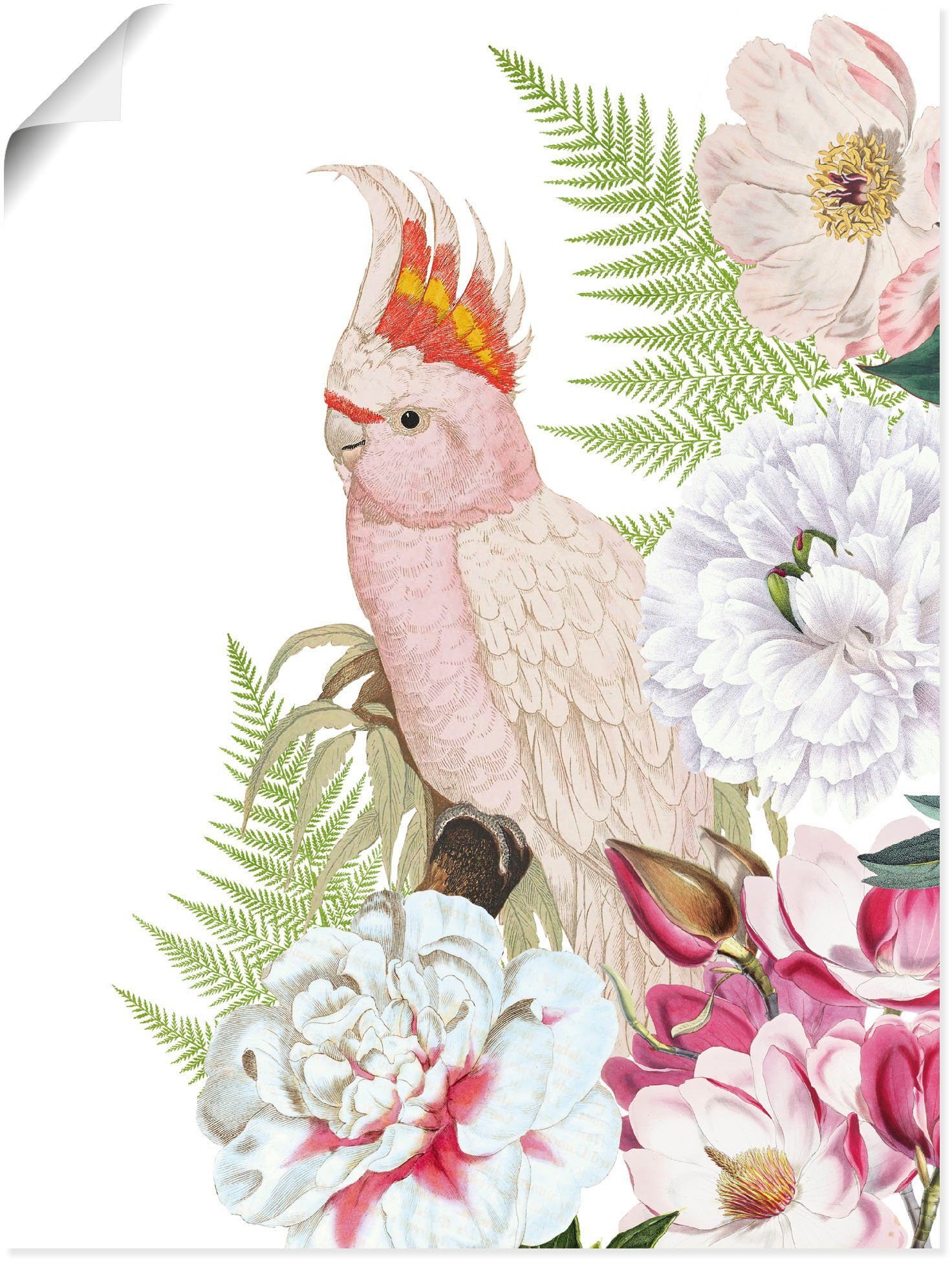 Vogelbilder Poster oder Artland Größen in als Leinwandbild, Alubild, Wandbild St), Wandaufkleber Vintage (1 versch. II, Papagei