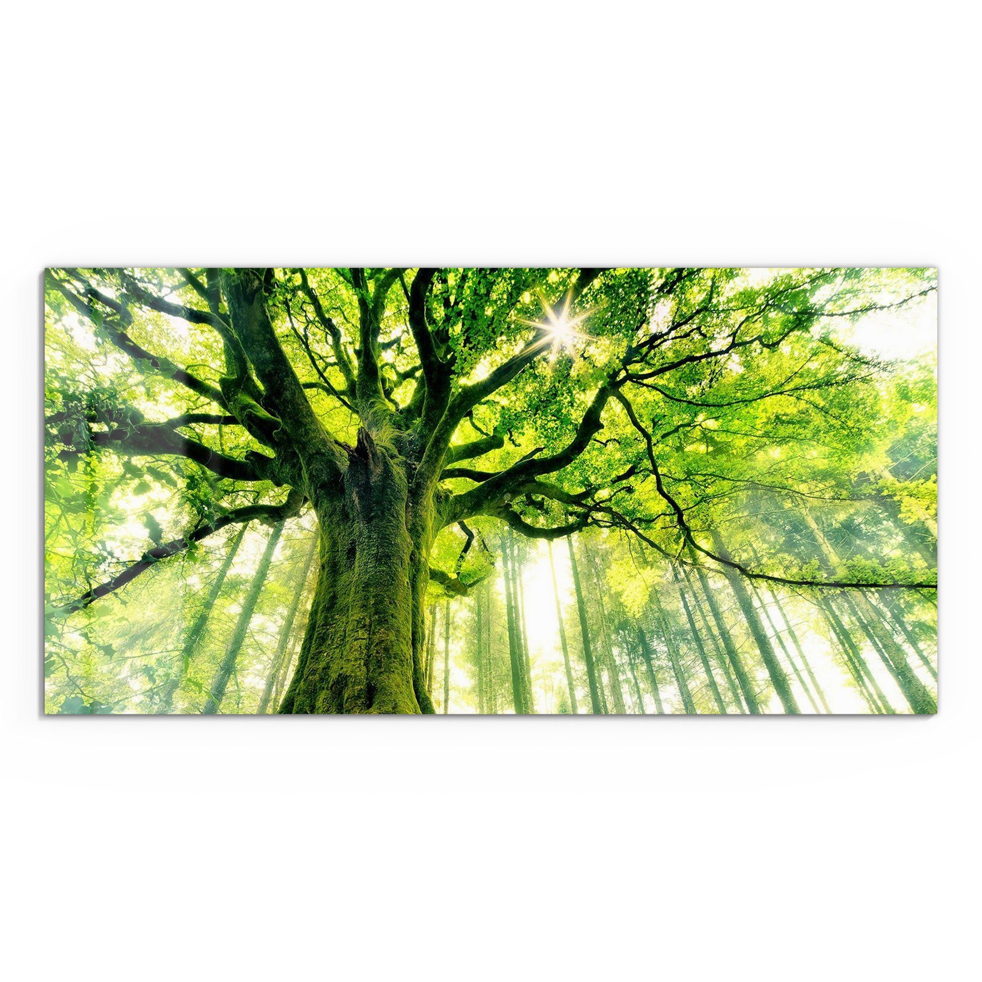 DEQORI Glasbild 'Eindrucksvoller Baum', 'Eindrucksvoller Baum', günstig online kaufen
