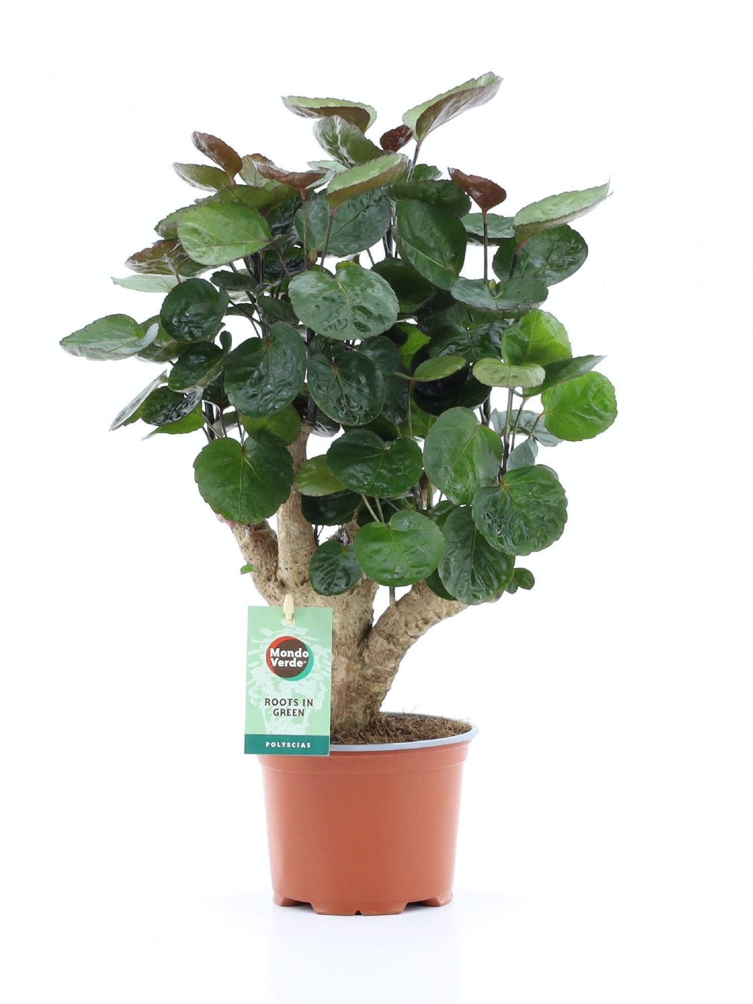 meinvipshop Zimmerpflanze Polyscias Fabian 40cm Zimmerpflanze